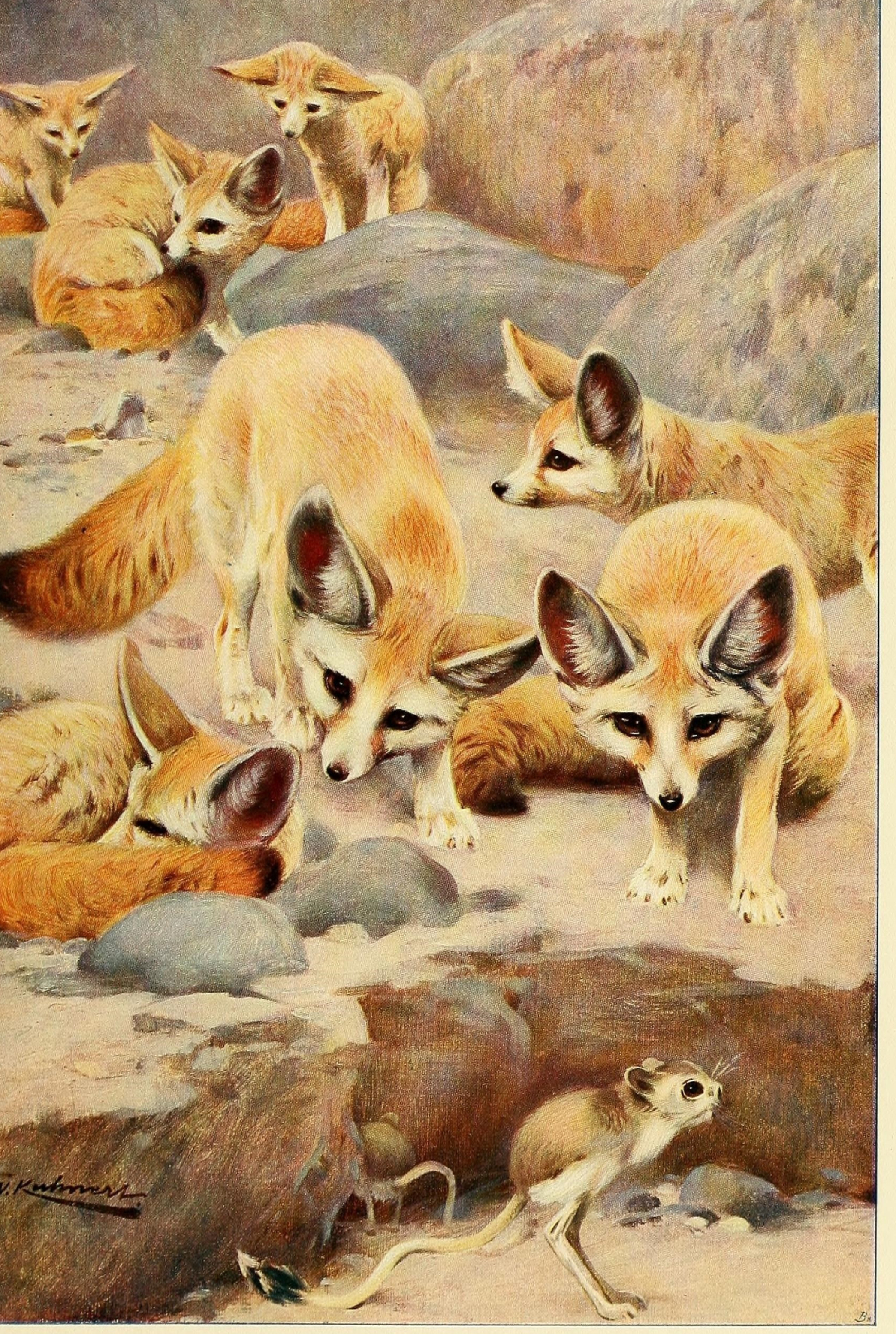 Artwork, Fennec Fox Wallpaper, 2090x3110 HD Phone
