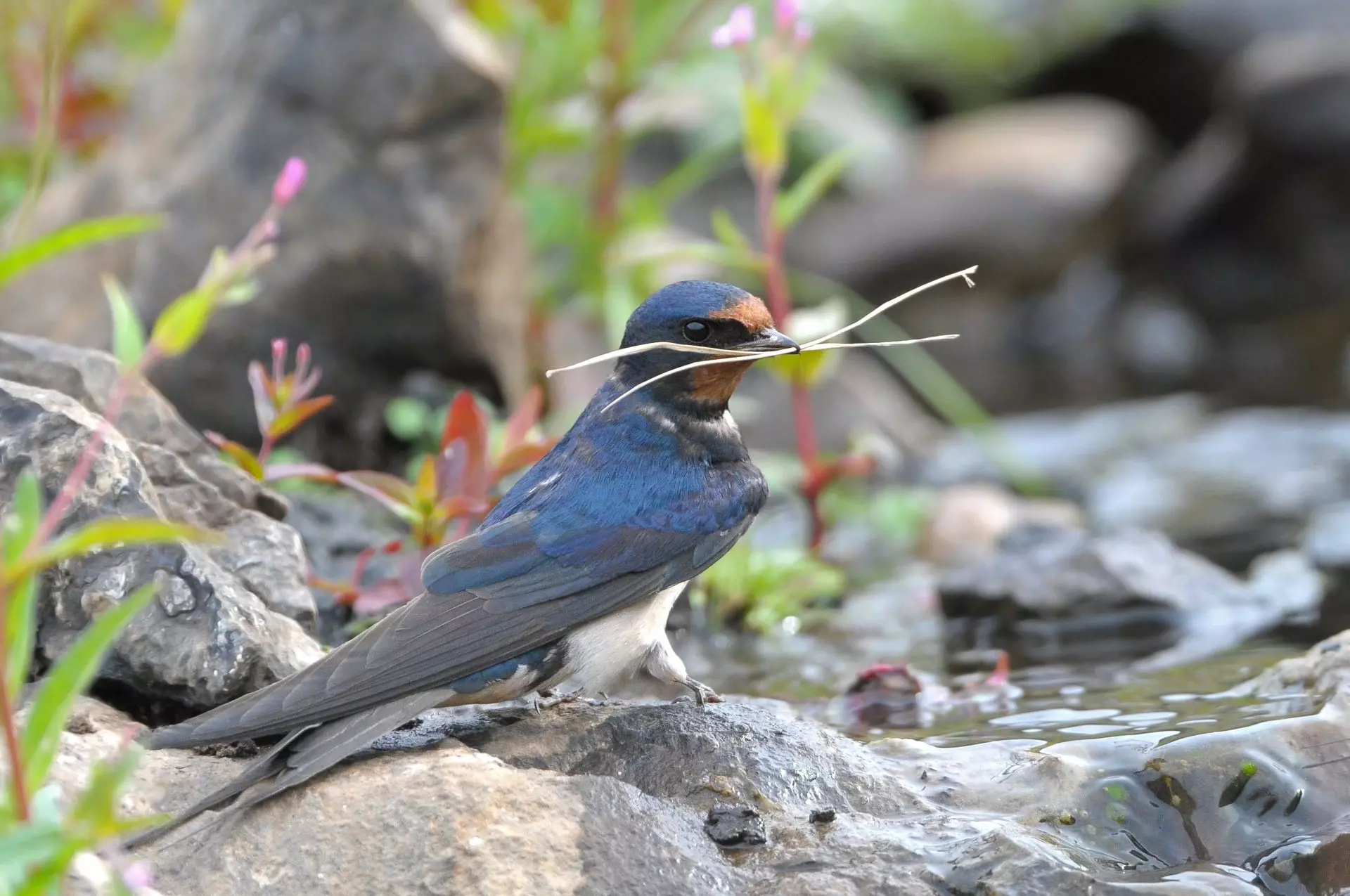 Swallow, Birdwatching adventures, Feathered beauty, Avian enthusiasts, 1920x1280 HD Desktop