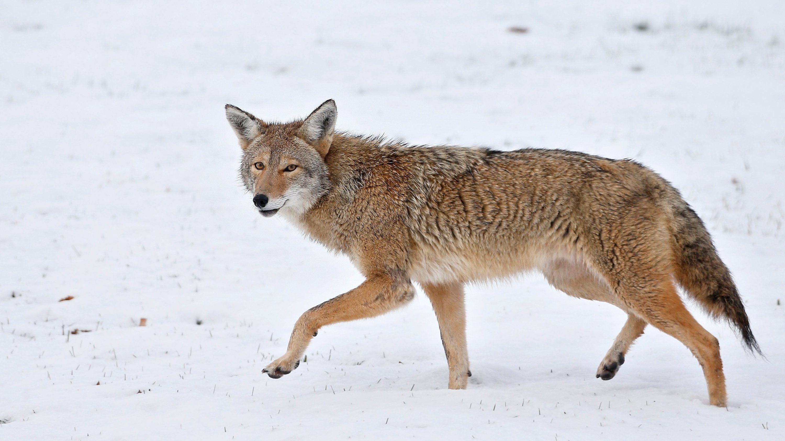 Coyote, Urban attacks, Chicago's fears, City-dwelling predators, 3000x1690 HD Desktop