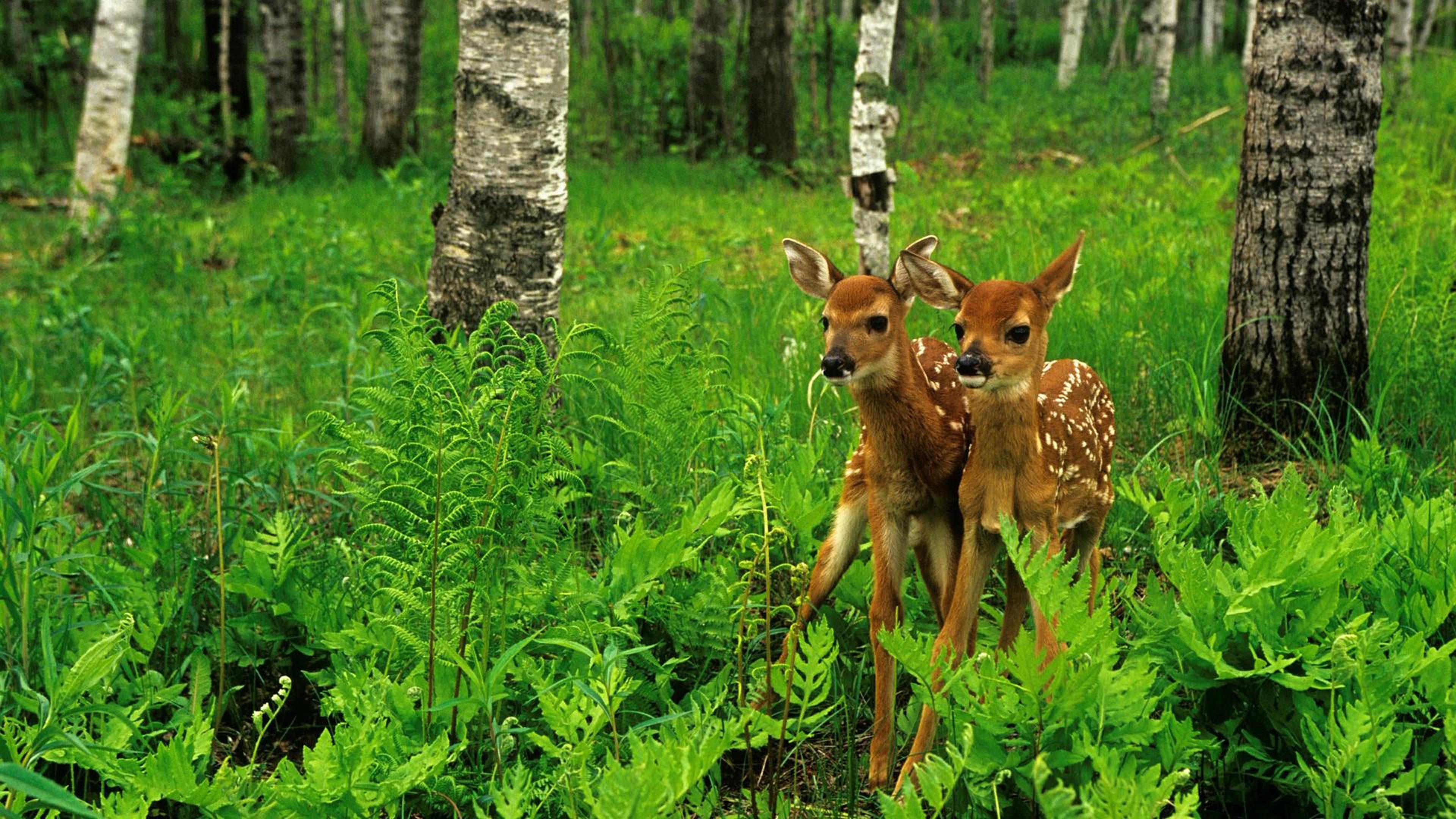 Deers, Wild Animals Wallpaper, 3840x2160 4K Desktop