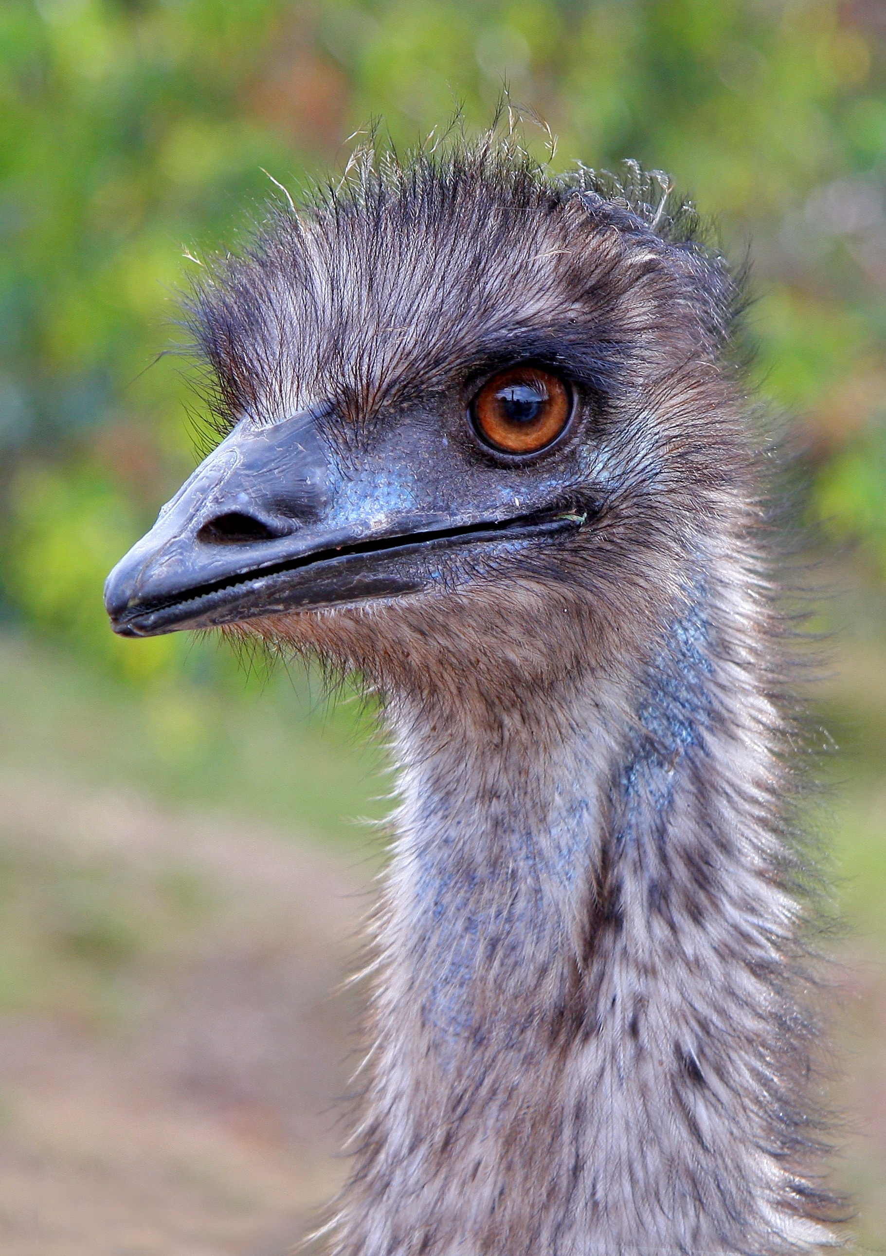 Emu, Ostrich Wallpaper, 1830x2580 HD Phone