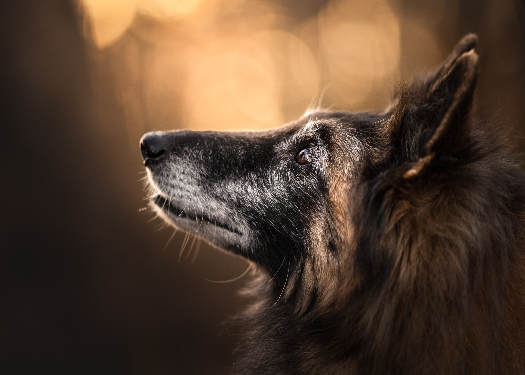 Close-up, Belgian Tervuren Wallpaper, 2050x1470 HD Desktop