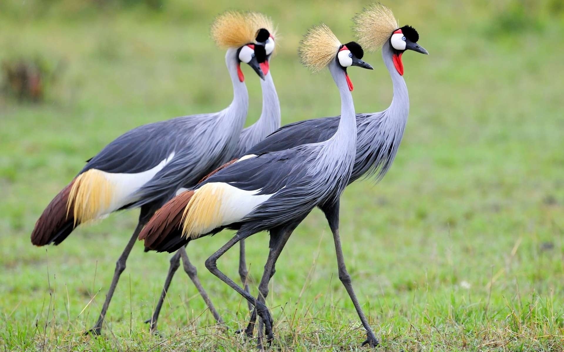 Grey crowned crane, HD wallpapers, Beautiful bird, Wildlife photography, 1920x1200 HD Desktop