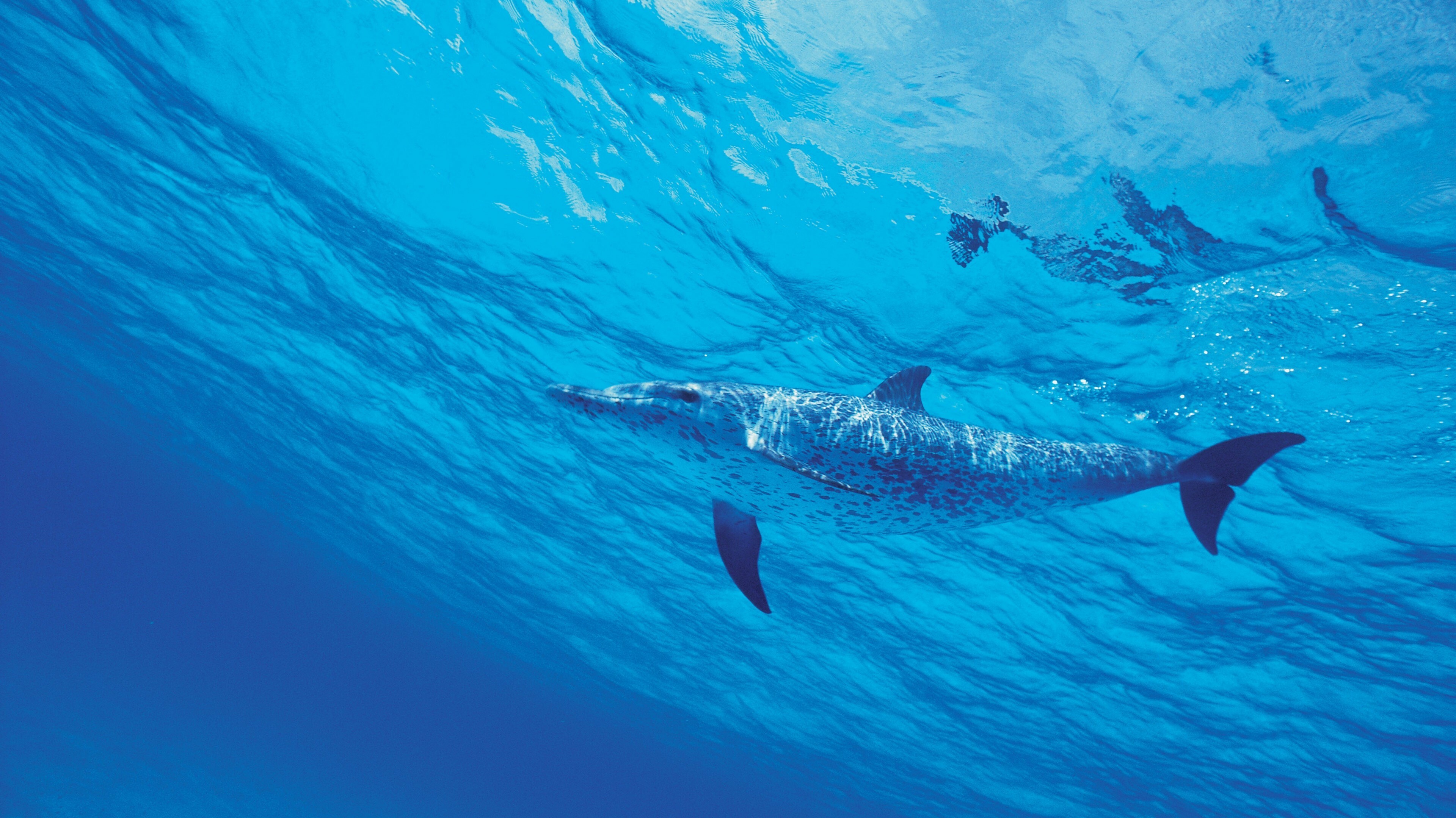 Dolphin underwater beauty, 4K animal wallpapers, Marine life, Incredible imagery, 3840x2160 4K Desktop