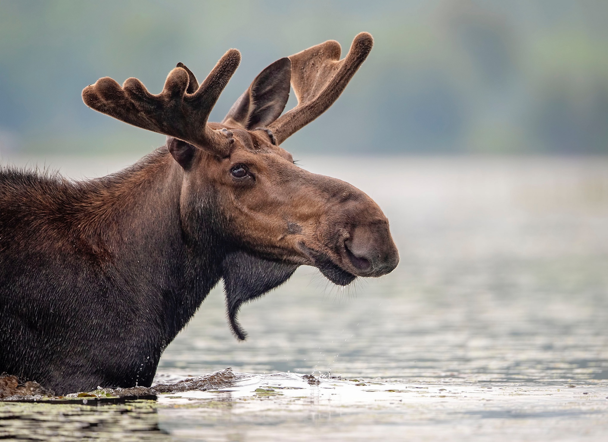 HD desktop wallpapers, Gorgeous moose deer, Nature's beauty, Mesmerizing visuals, 2050x1490 HD Desktop