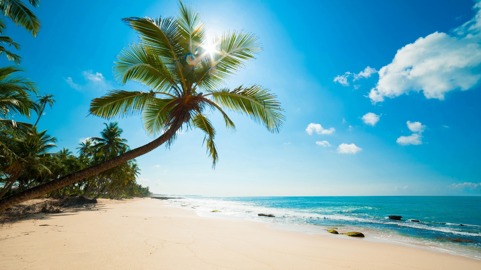 Leaning coconut palm tree, White sand tropical beach, Turquoise ocean waves, Full HD Desktop wallpaper