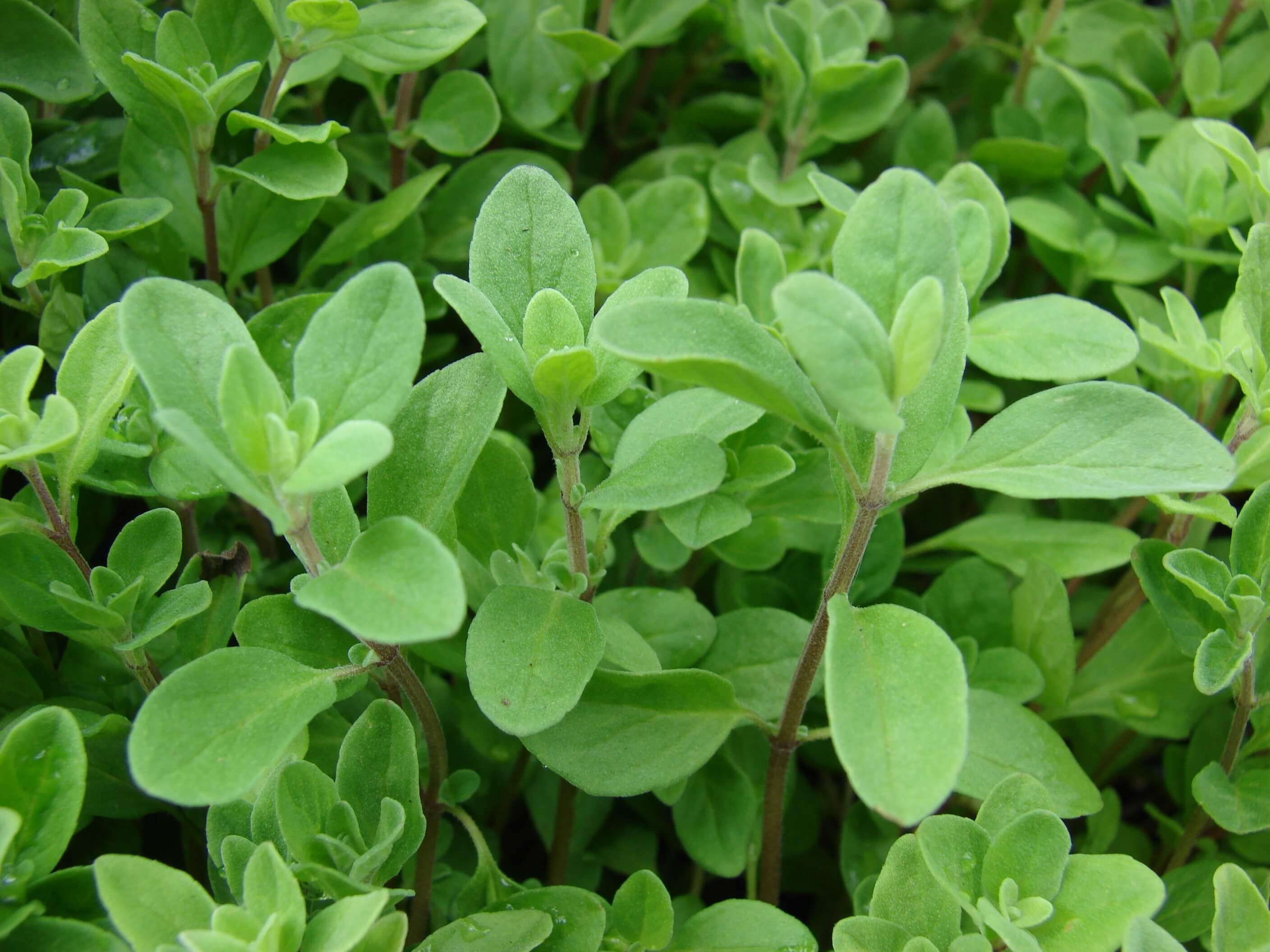 Marjoram herb, Marjoram, 2820x2120 HD Desktop