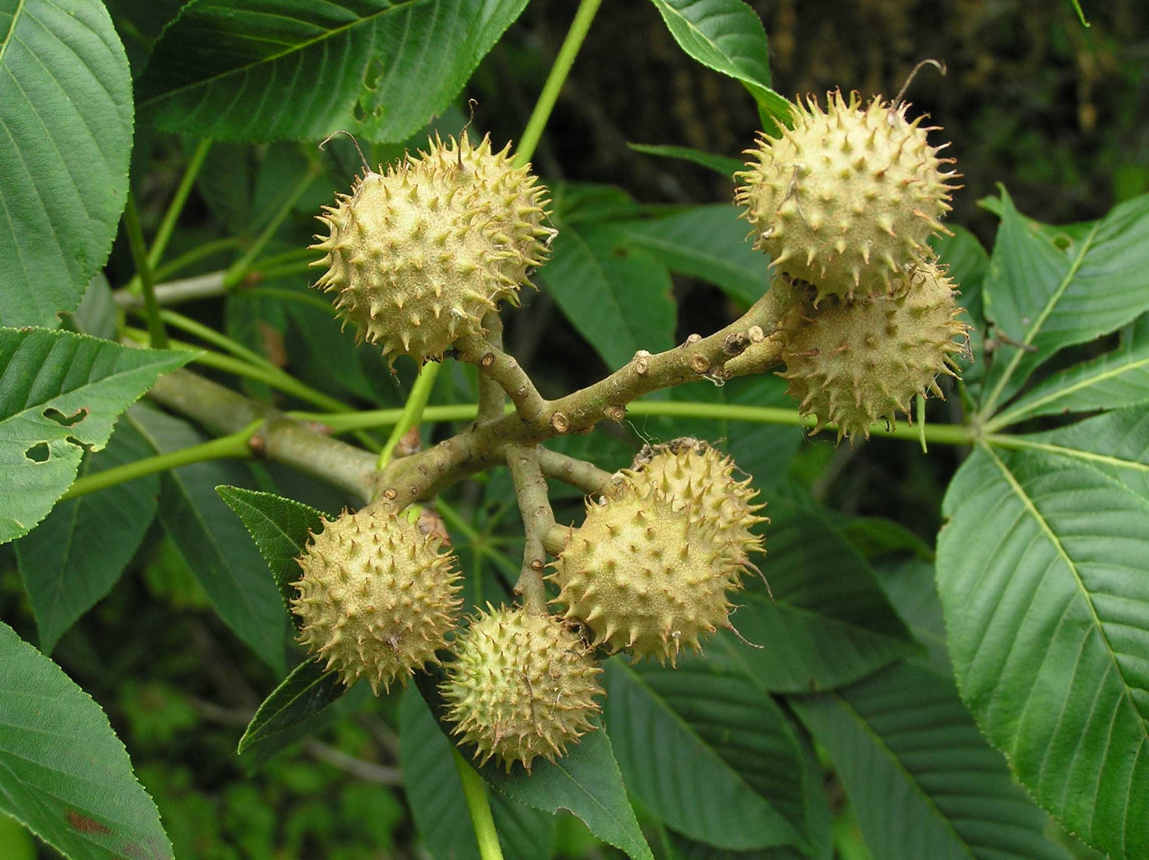 Buckeye Tree, Ohio pride, Purdue Fort Wayne, Woody perennial, 2290x1720 HD Desktop