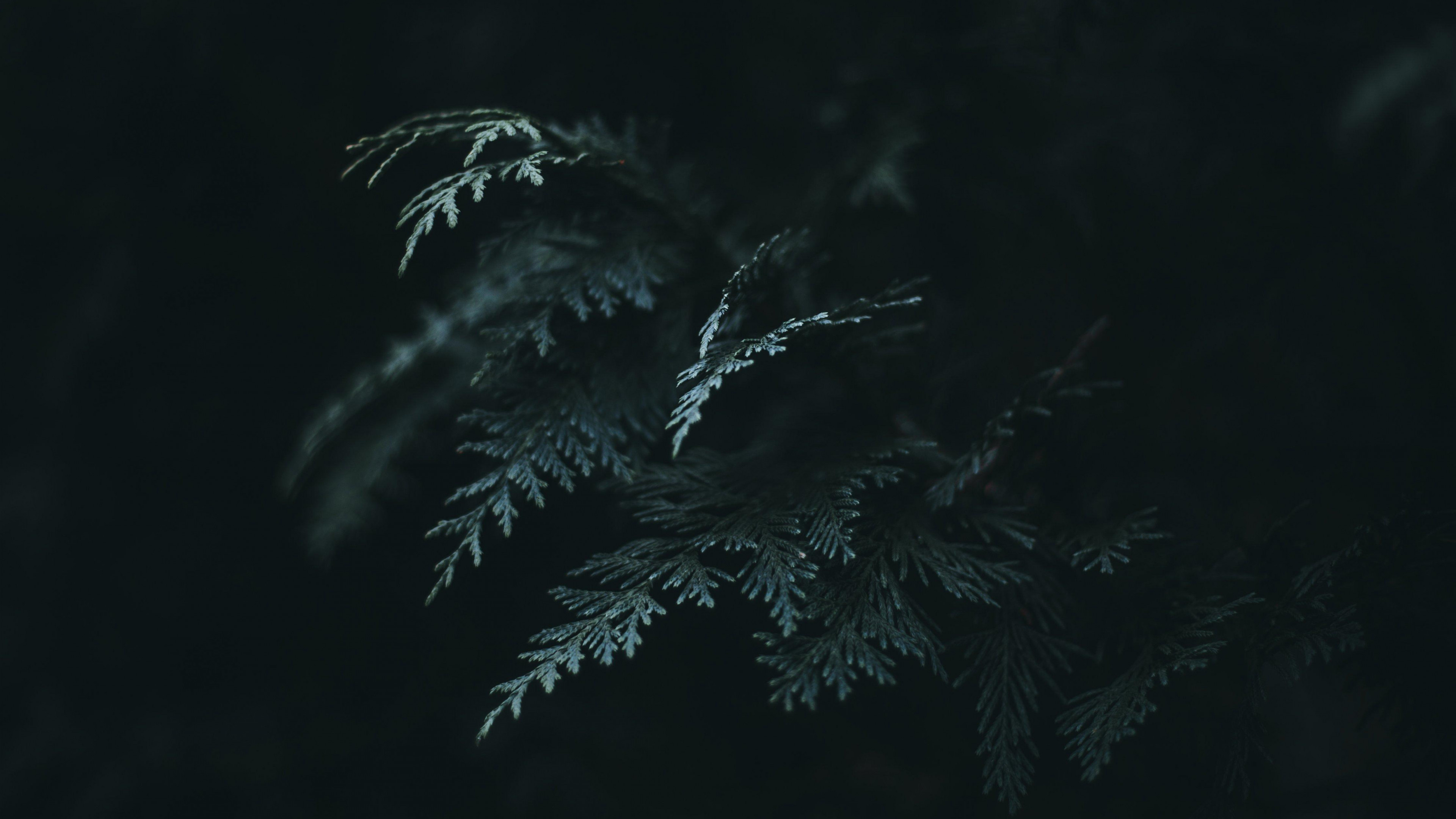 Needles dark green, Branch of Thuja, Widescreen view, HD definition, 3840x2160 4K Desktop