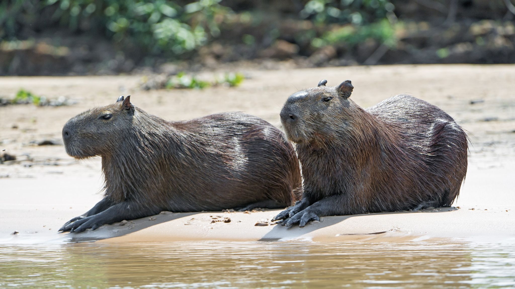 Capybara on the beach, Animal antics, Playful animals, Beach scenery, 2050x1160 HD Desktop