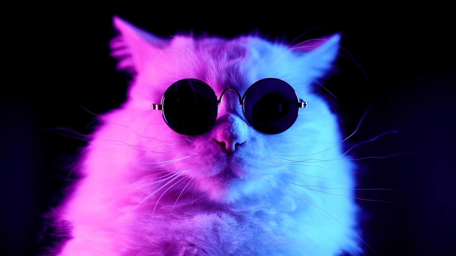 Cool and stylish cats, Unique cat poses, Artistic cat portraits, Creative cat compositions, 1920x1080 Full HD Desktop