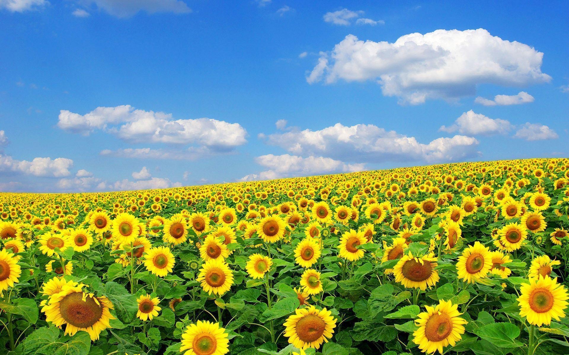 Flower fields, Blooming colors, Nature's spectacle, Spring beauty, 1920x1200 HD Desktop
