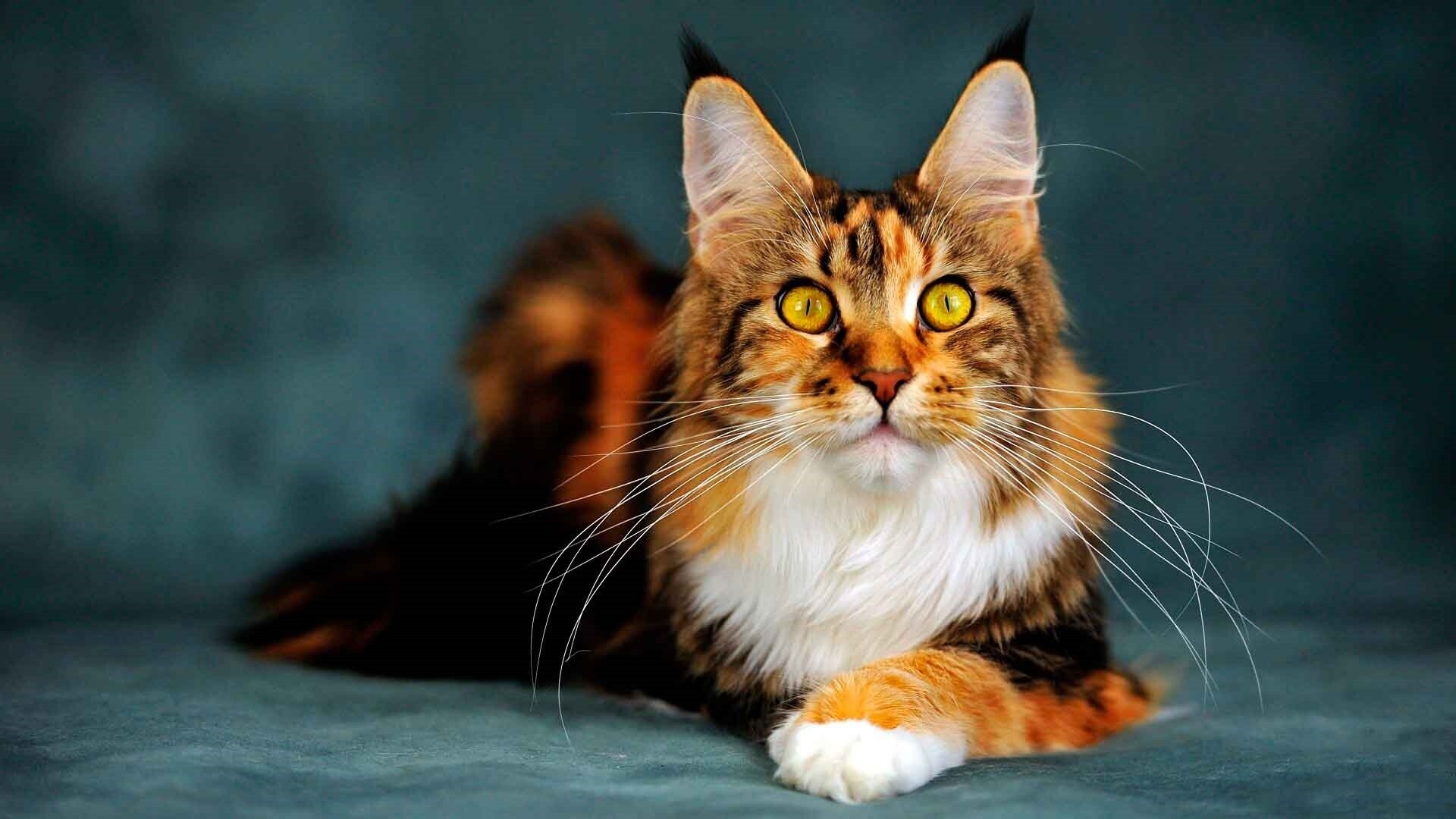 Maine Coon cat wallpapers, Stunning feline art, Beautiful Maine Coon pictures, Picture-perfect backgrounds, 1920x1080 Full HD Desktop