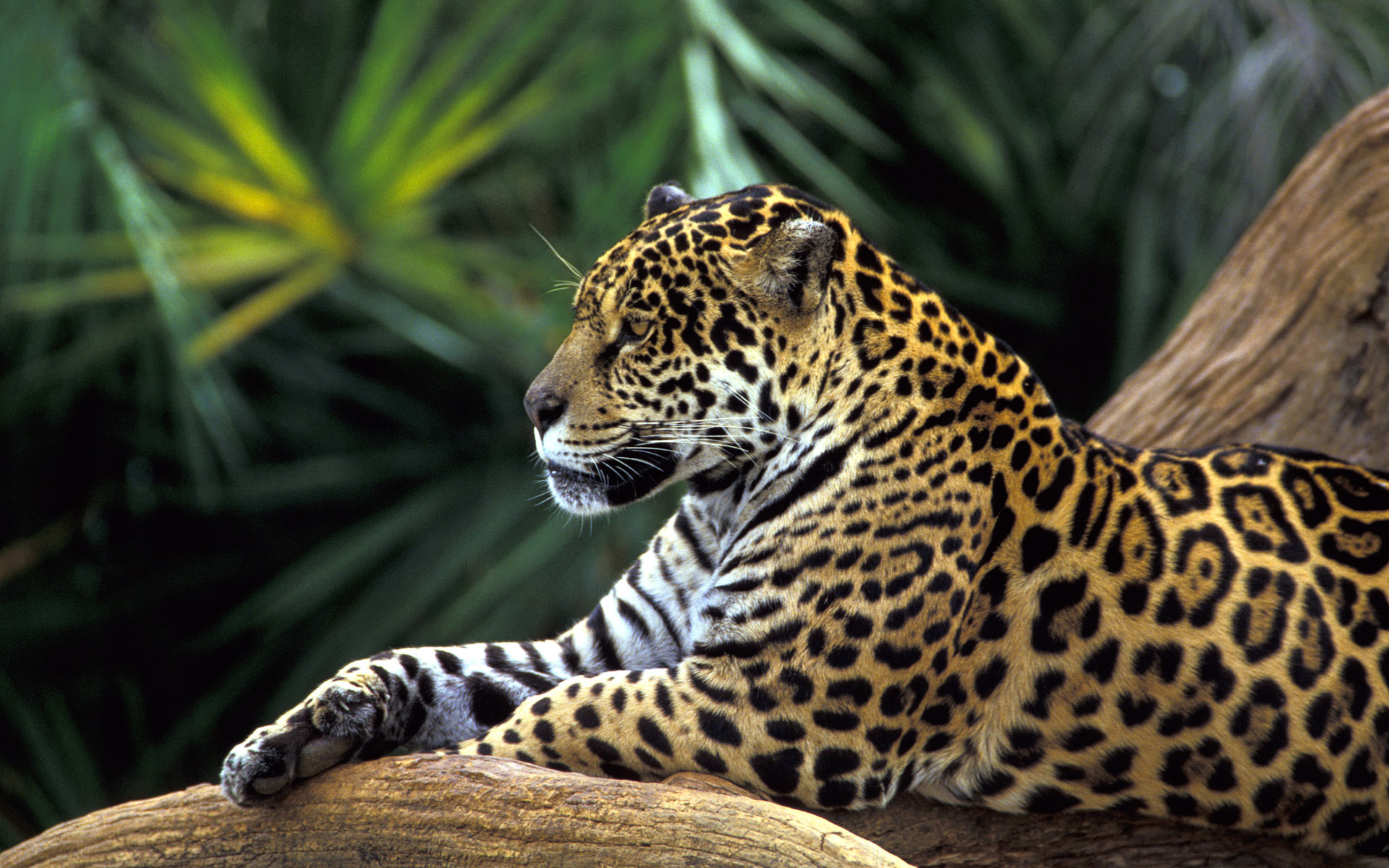Jungle Animal, Forest animal wallpaper, Serene woodland creatures, Natural harmony, 1920x1200 HD Desktop