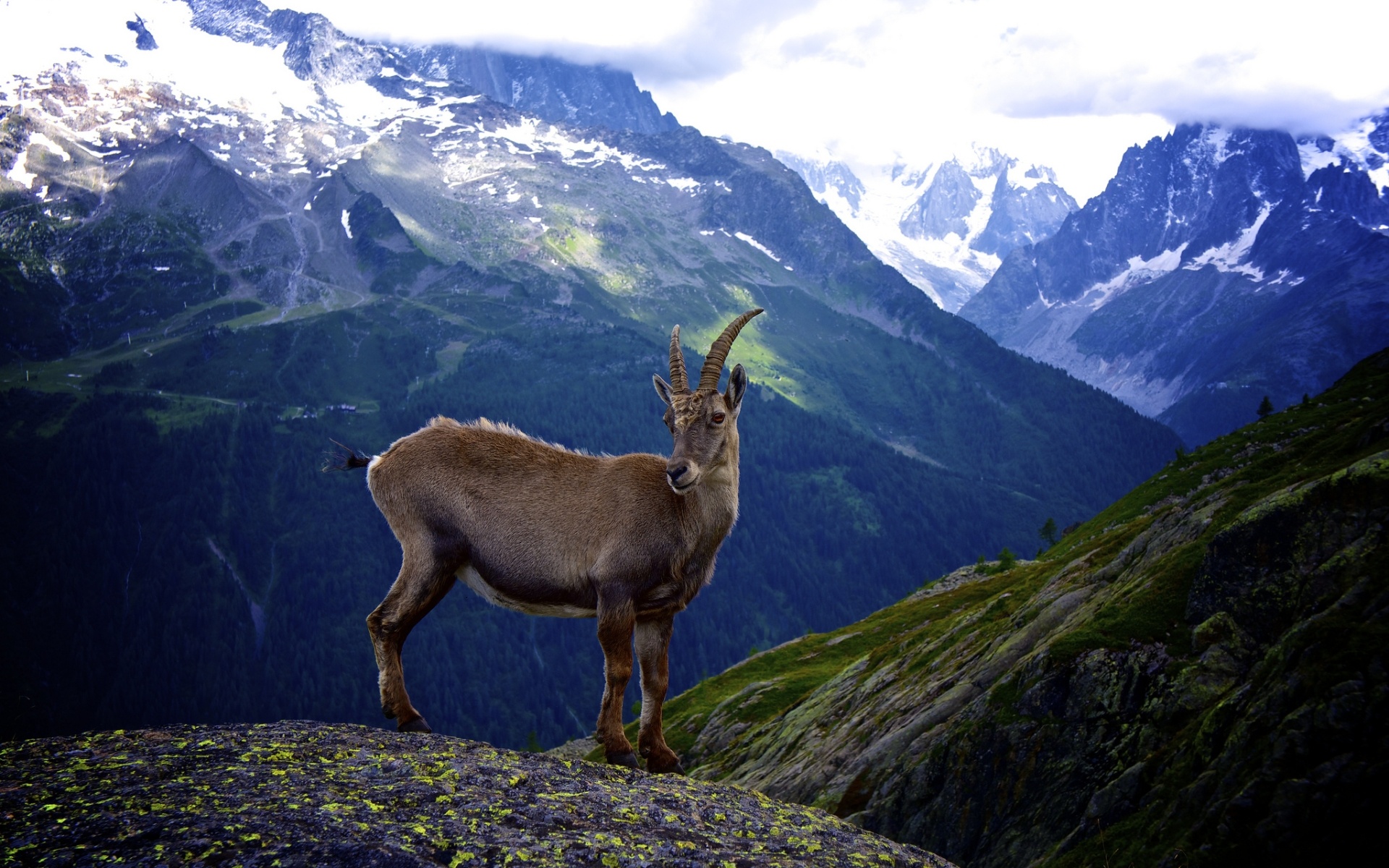 Goat, Graceful presence, Serene demeanor, Fantastic creature, 1920x1200 HD Desktop