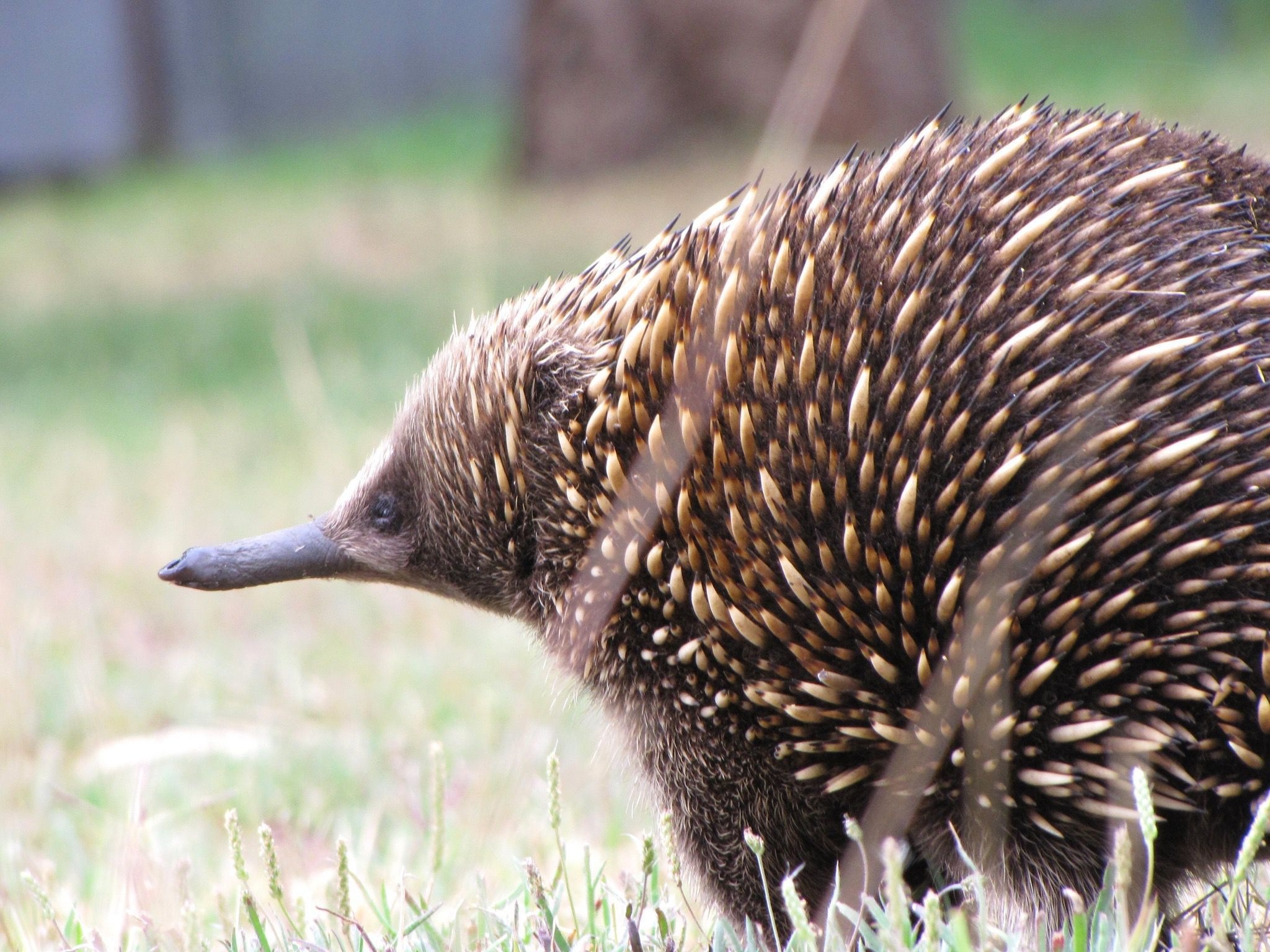 Echidna desktop wallpaper, Captivating creature, Bizarre egg-laying, Baltana 4K, 2050x1540 HD Desktop