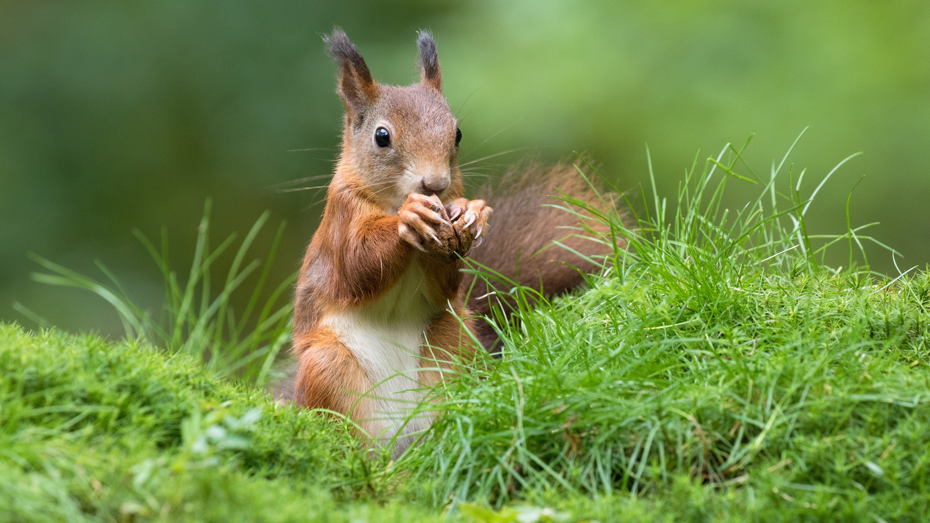 Eurasian red squirrel, Squirrels Wallpaper, 3840x2160 4K Desktop