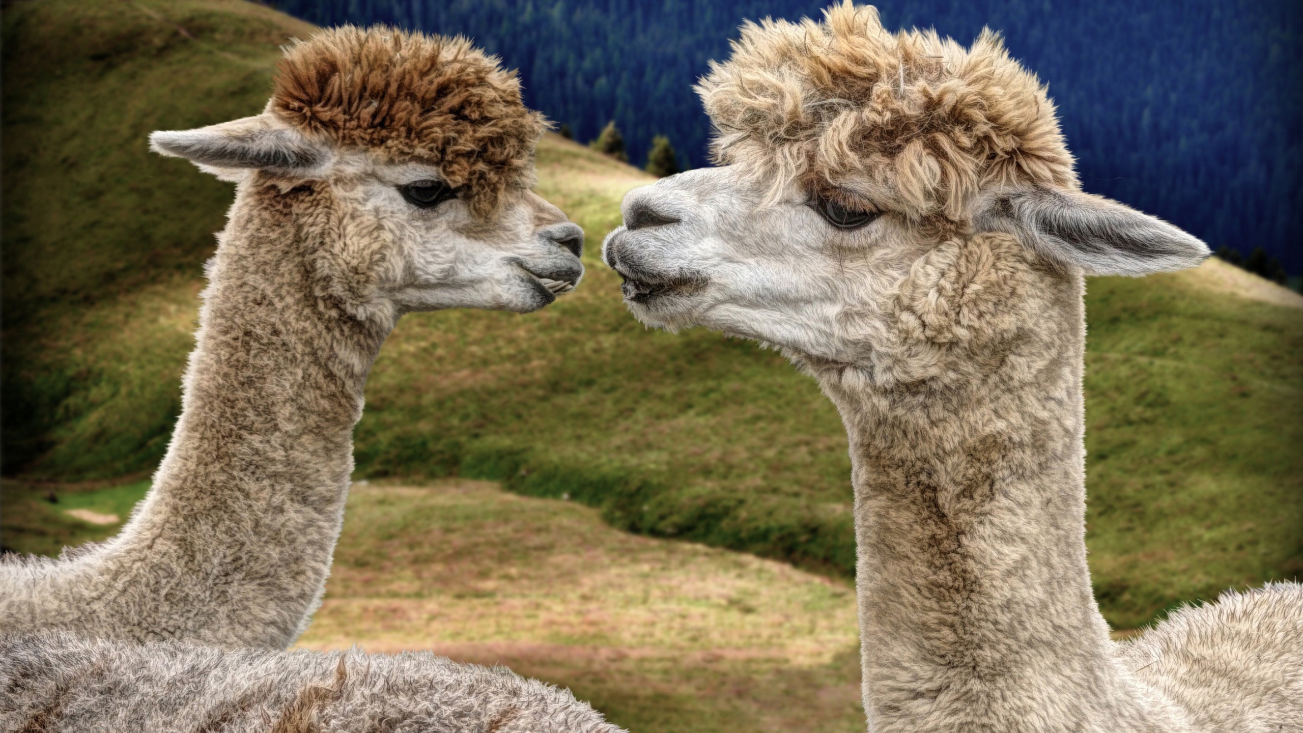 Captivating animal photography, Endearing mother and child, Beautiful nature scenery, Llama beauty, 2560x1440 HD Desktop