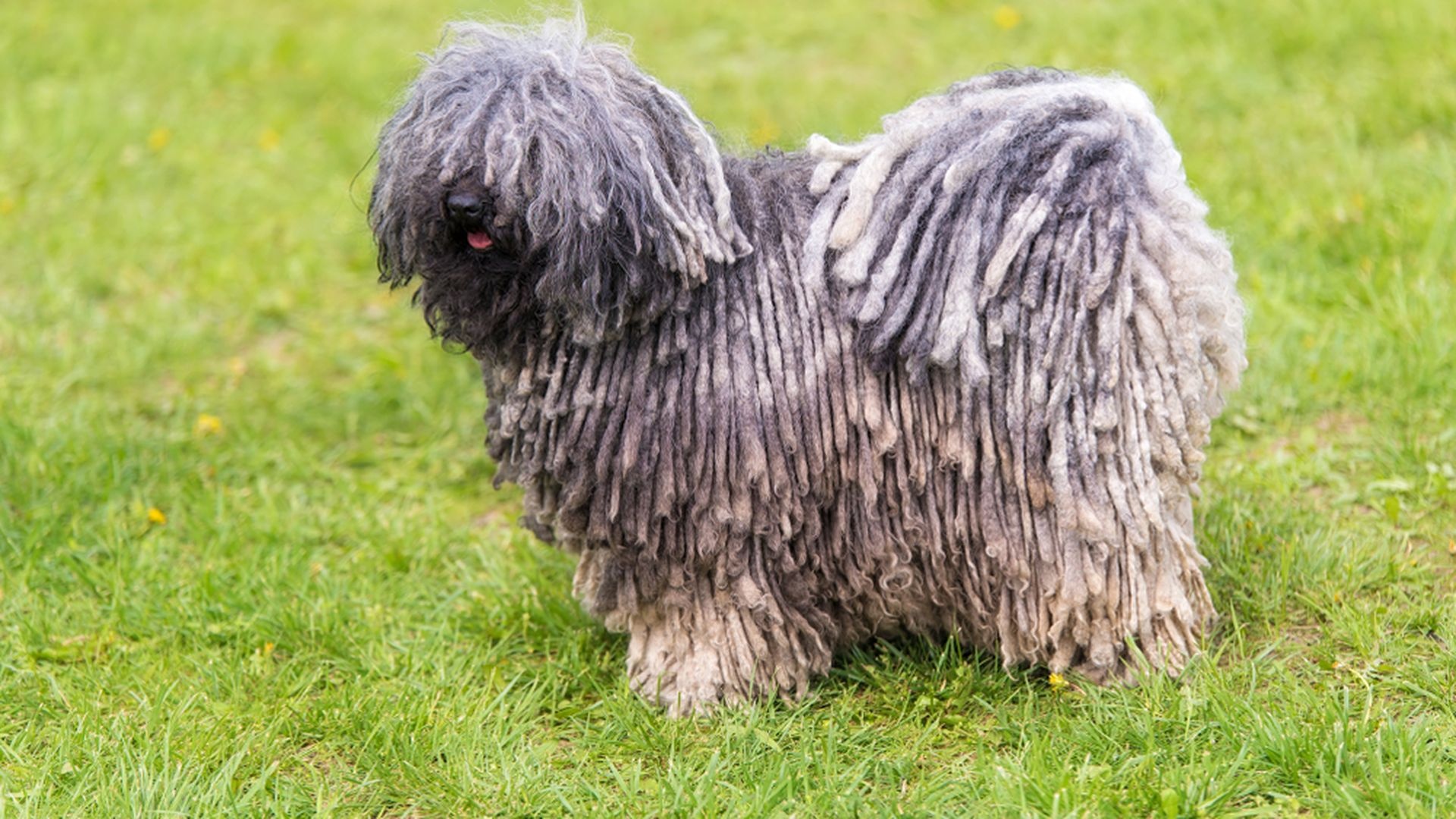 Bergamasco, Soul guardian, Dog breed, Adoption, 1920x1080 Full HD Desktop