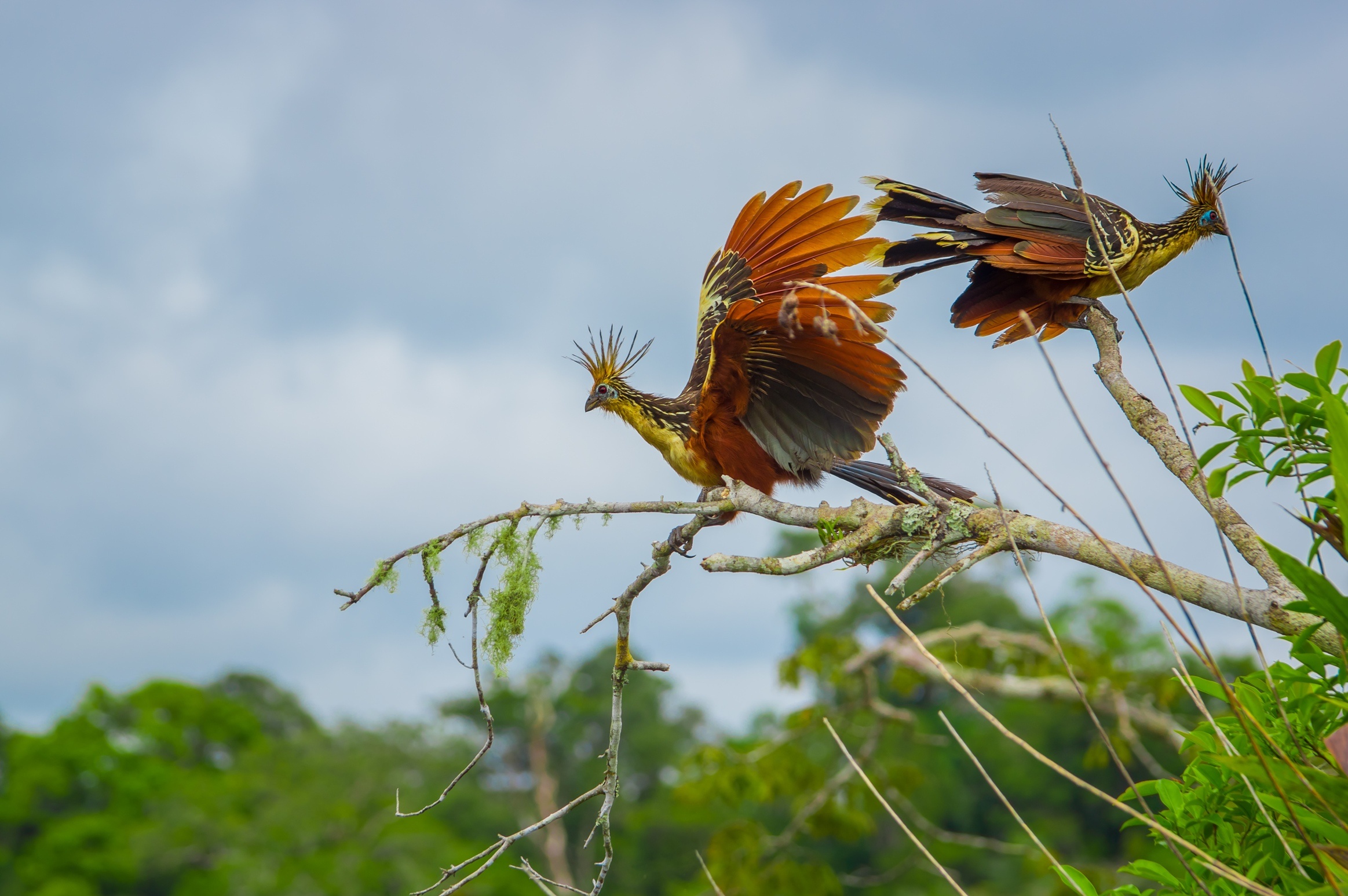 Cuyabeno National Park, Jamu lodge, Rainforest lodges, Travels, 2330x1550 HD Desktop