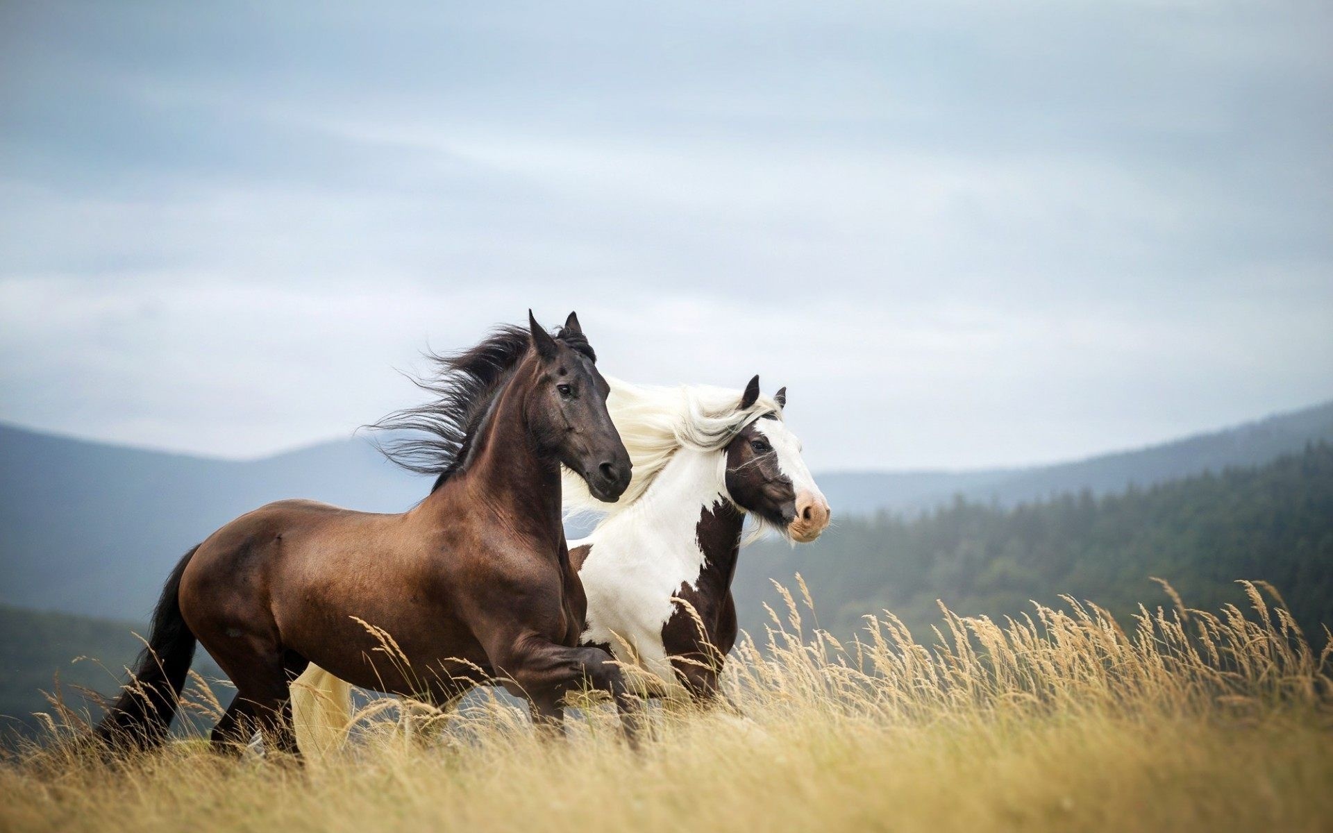Horse images and wallpapers, Captivating visuals, HD delight, Artistic enchantment, 1920x1200 HD Desktop