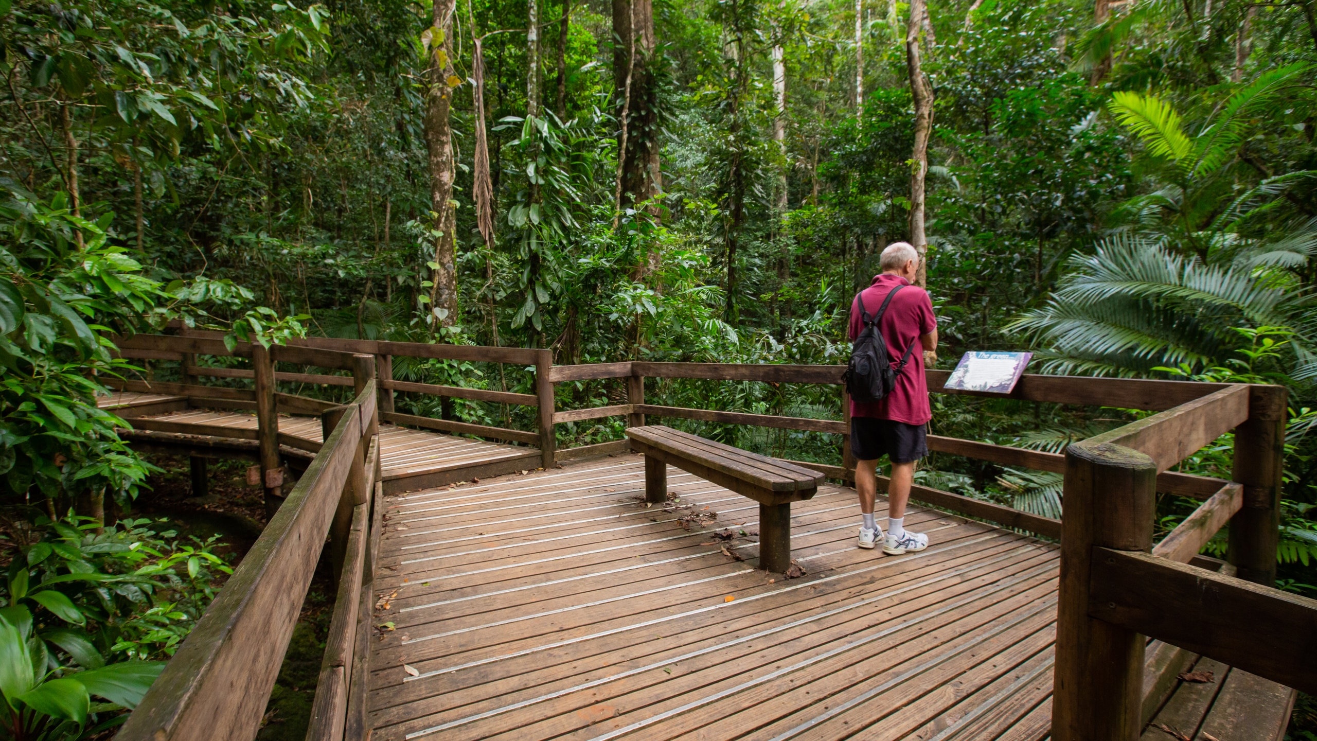 Daintree National Park, reisetipps cow bay, das beste in cow bay, expedia, 2560x1440 HD Desktop