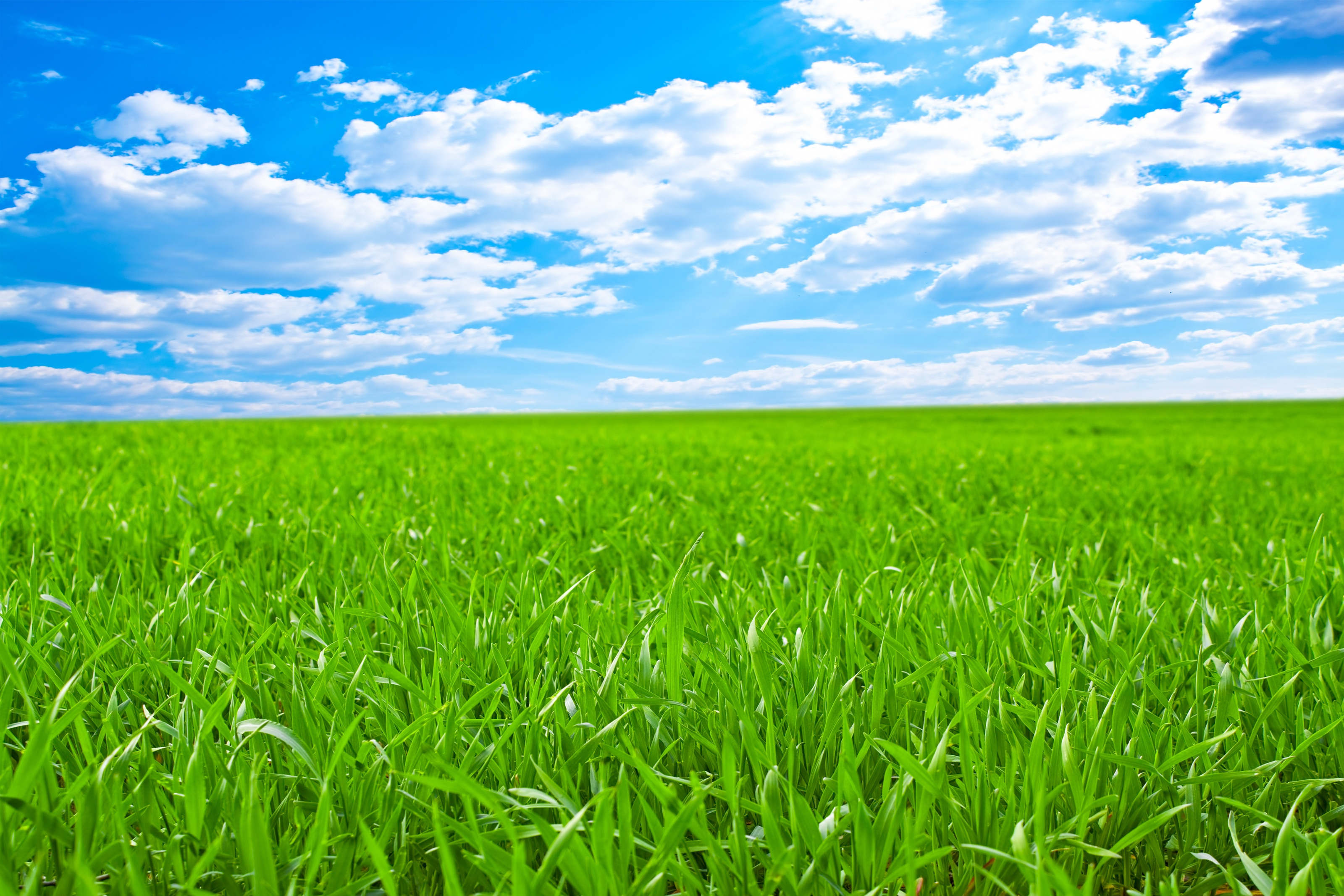 lush green grass field, white cumulus clouds, bright blue sky, HD Desktop wallpaper