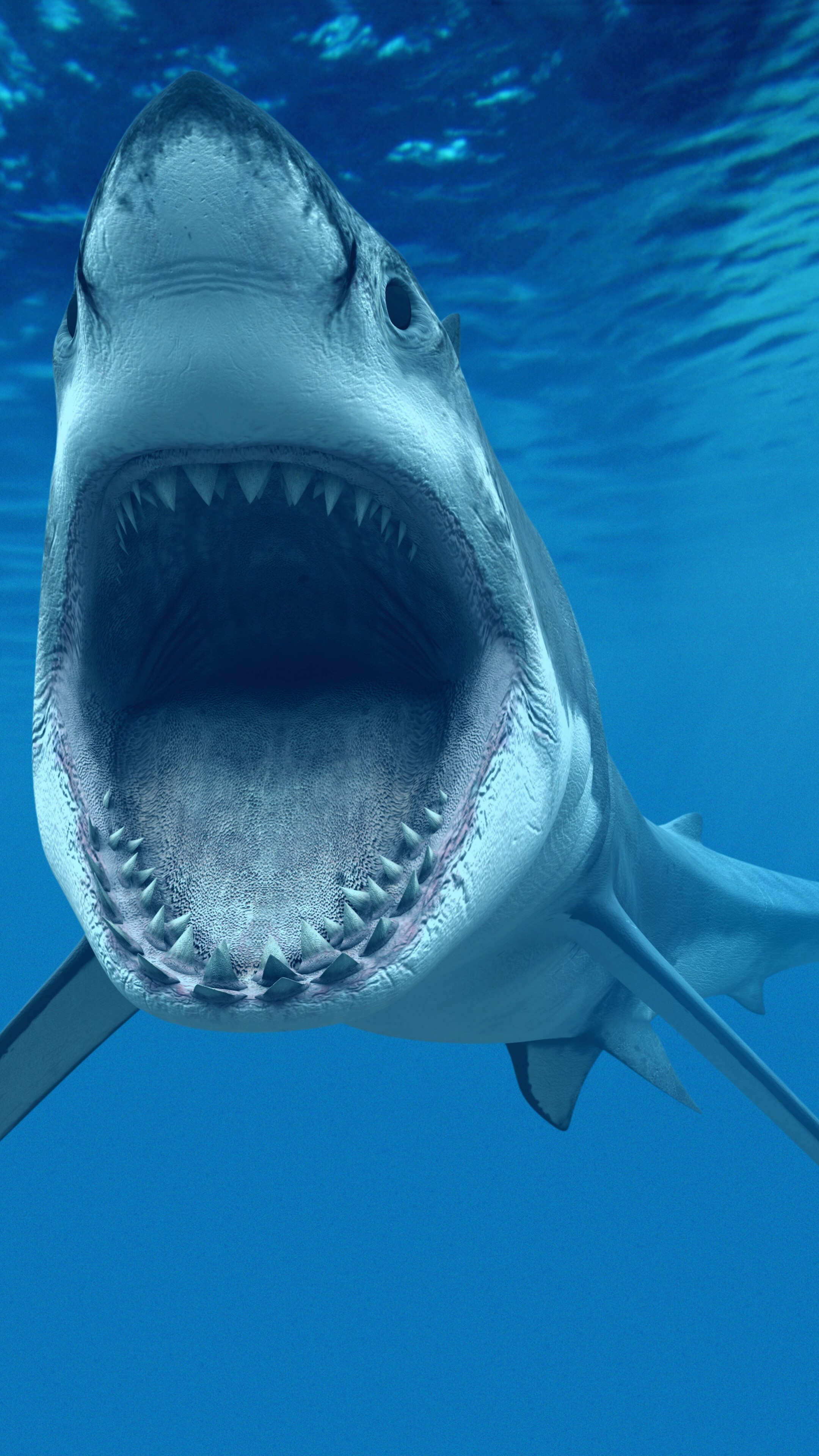 Shark underwater, Best diving sites, 2160x3840 4K Phone