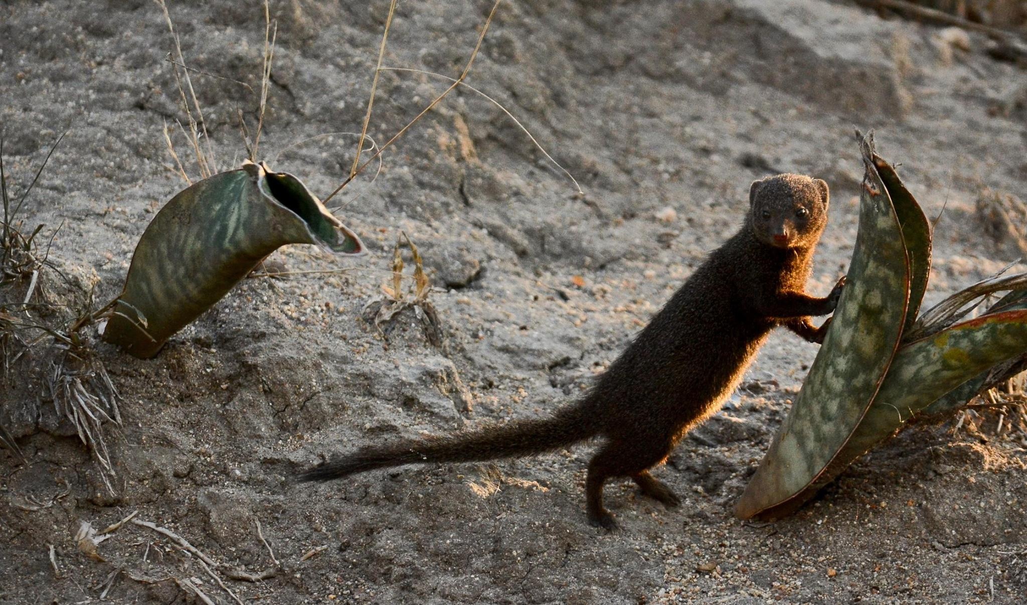 Dwarf mongoose, Thornybush, Small and fierce, Savanna habitat, 2050x1210 HD Desktop