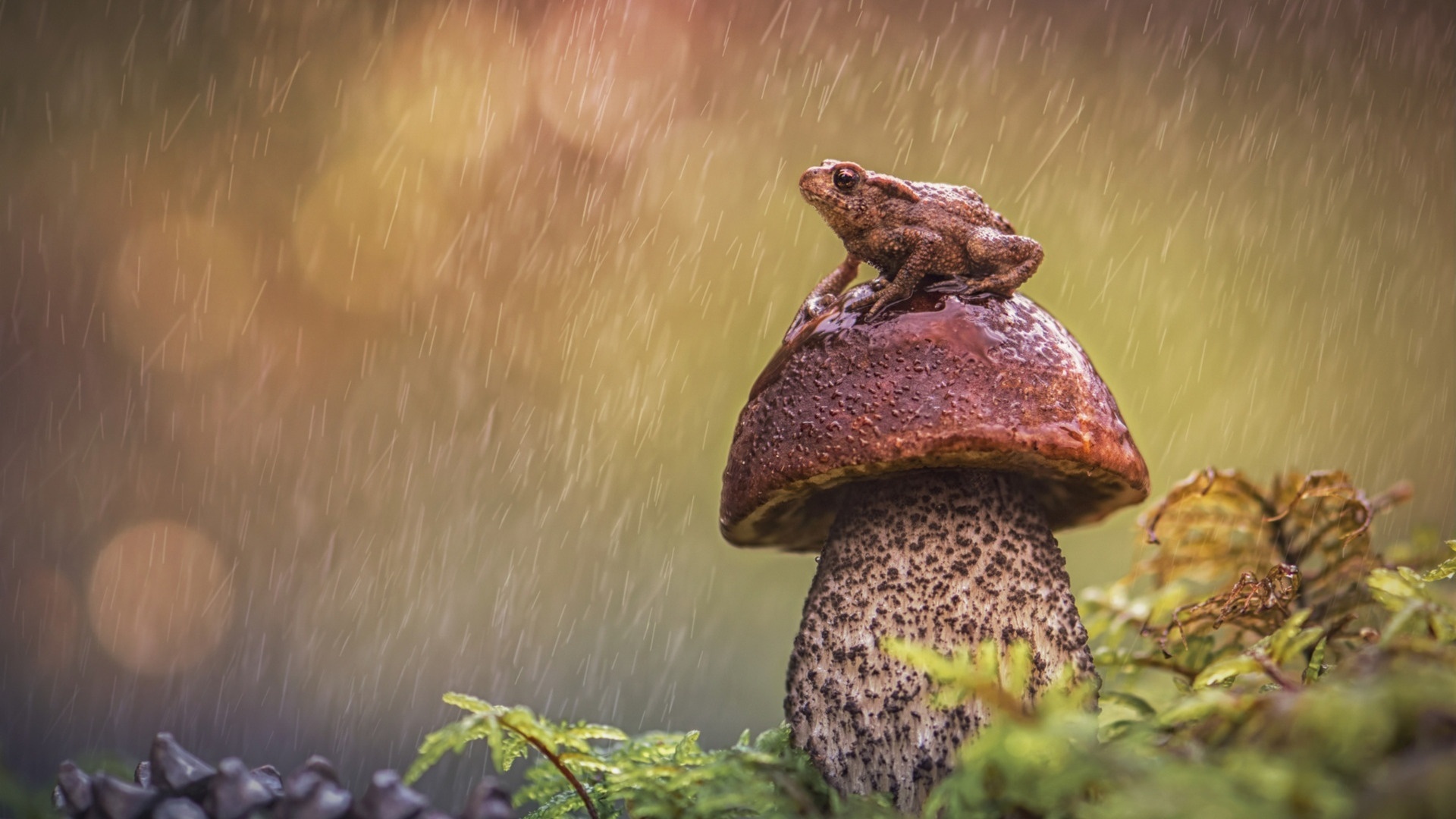 Macro mushrooms, Nature wallpapers, Close-up photography, Detailed images, 1920x1080 Full HD Desktop