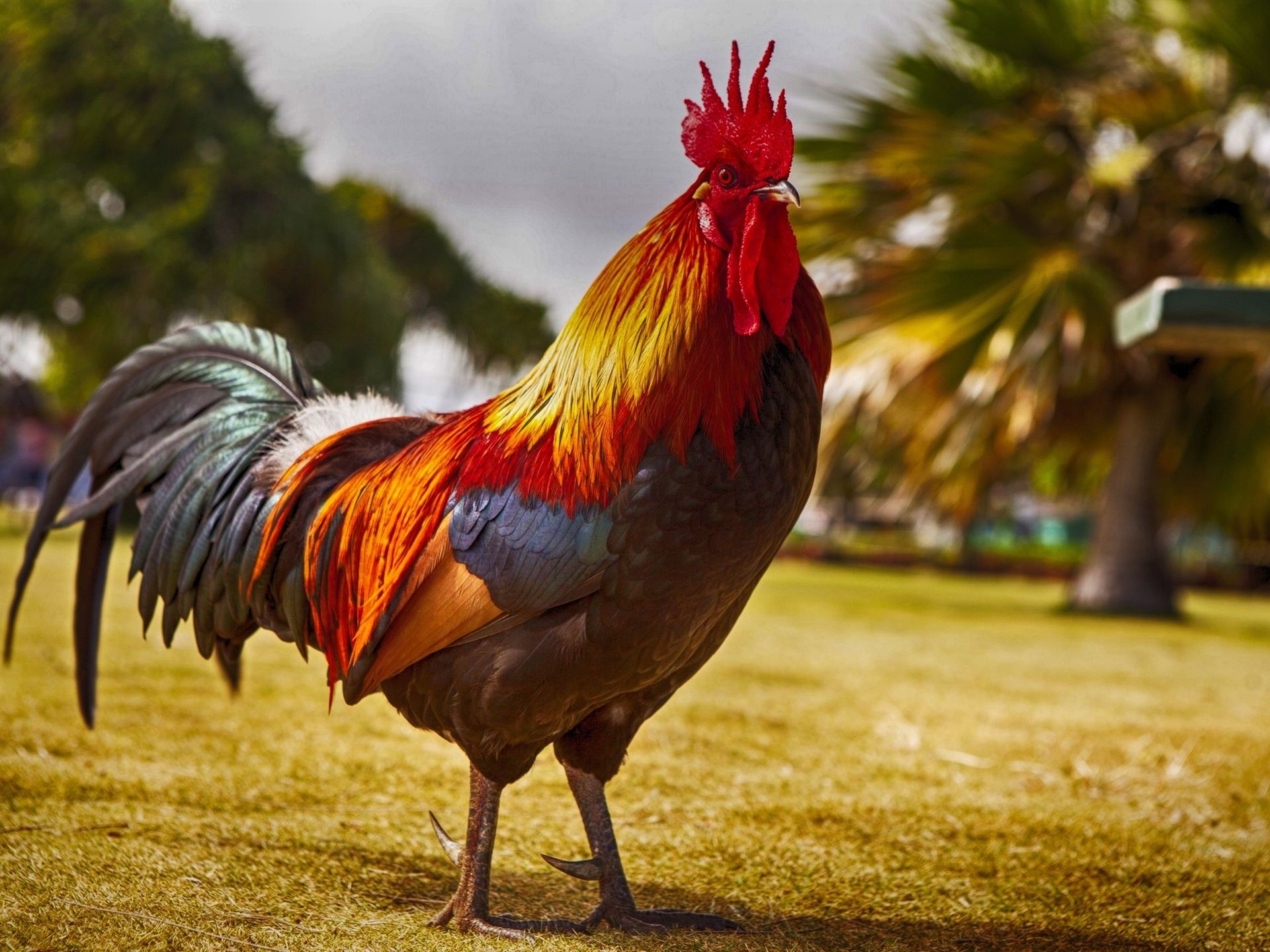 Rooster beauty, Vibrant wallpapers, Majestic birds, Striking colors, 1920x1440 HD Desktop