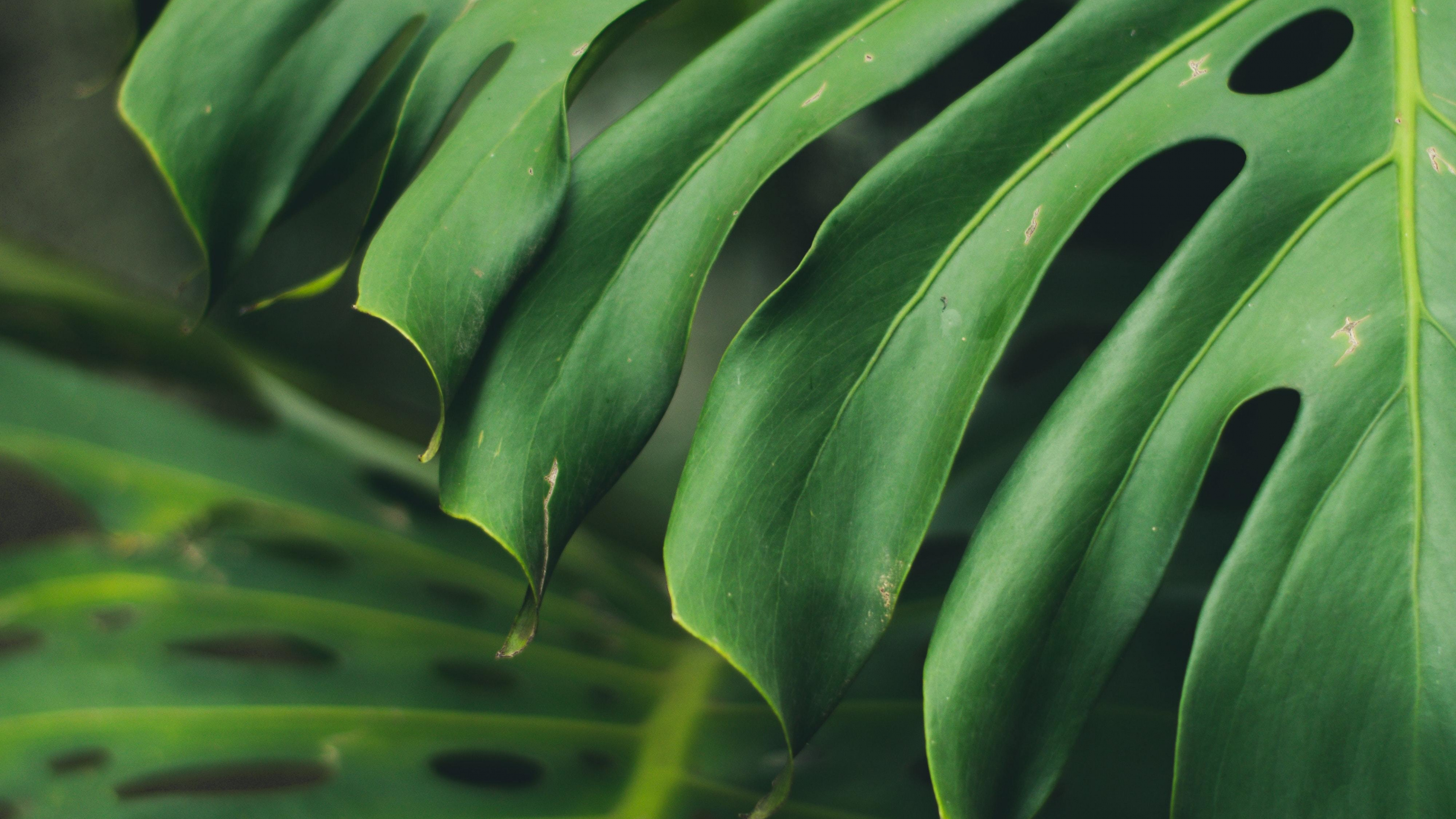 Green Leaf, Close up big, Green leaf, UHD wallpaper, 3840x2160 4K Desktop