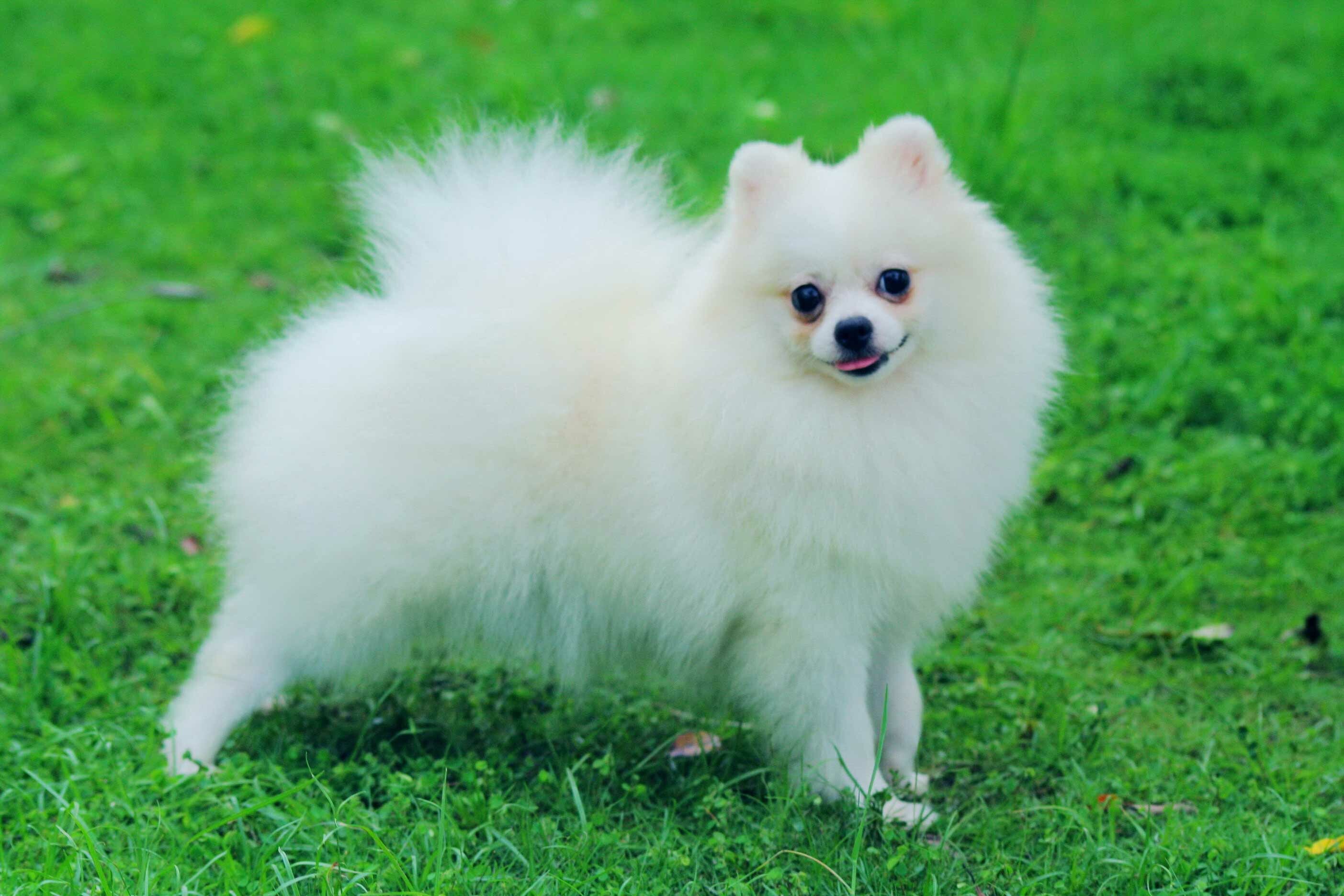 Pomeranian, Most viewed wallpapers, 4K images, Best backgrounds, 2810x1880 HD Desktop