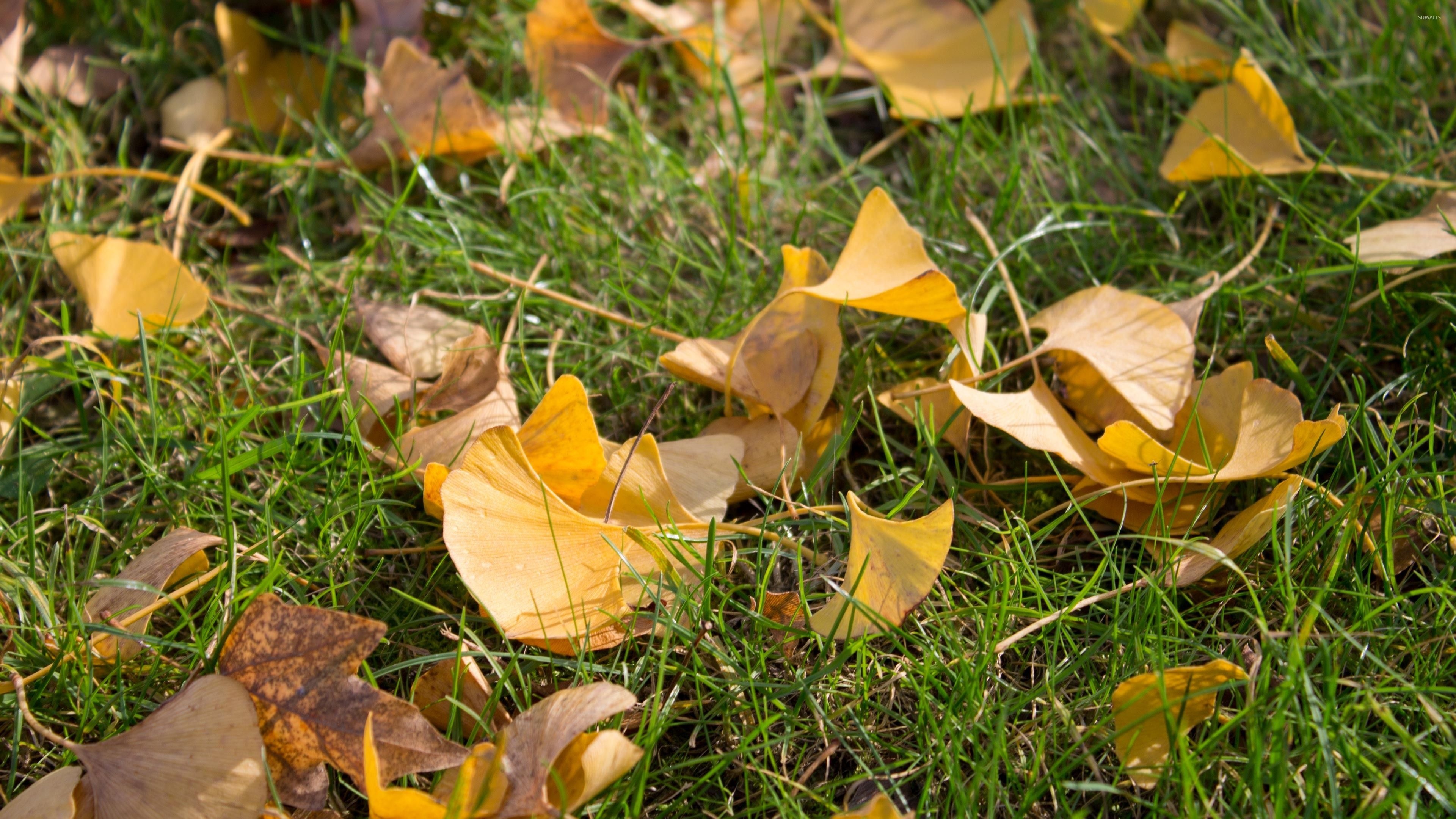 Ginkgo Biloba, Timeless beauty, Majestic trees, Captivating wallpaper, 3840x2160 4K Desktop