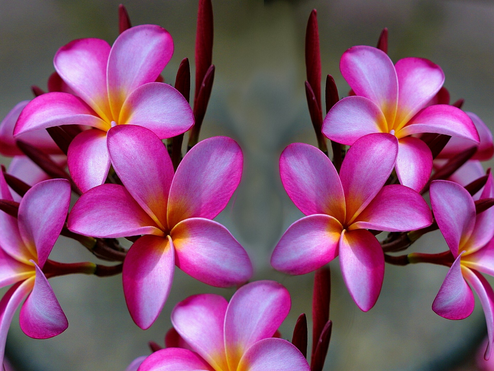 Plumeria flower, Pink beauty, Vibrant wallpapers, Serene backdrop, 1920x1440 HD Desktop