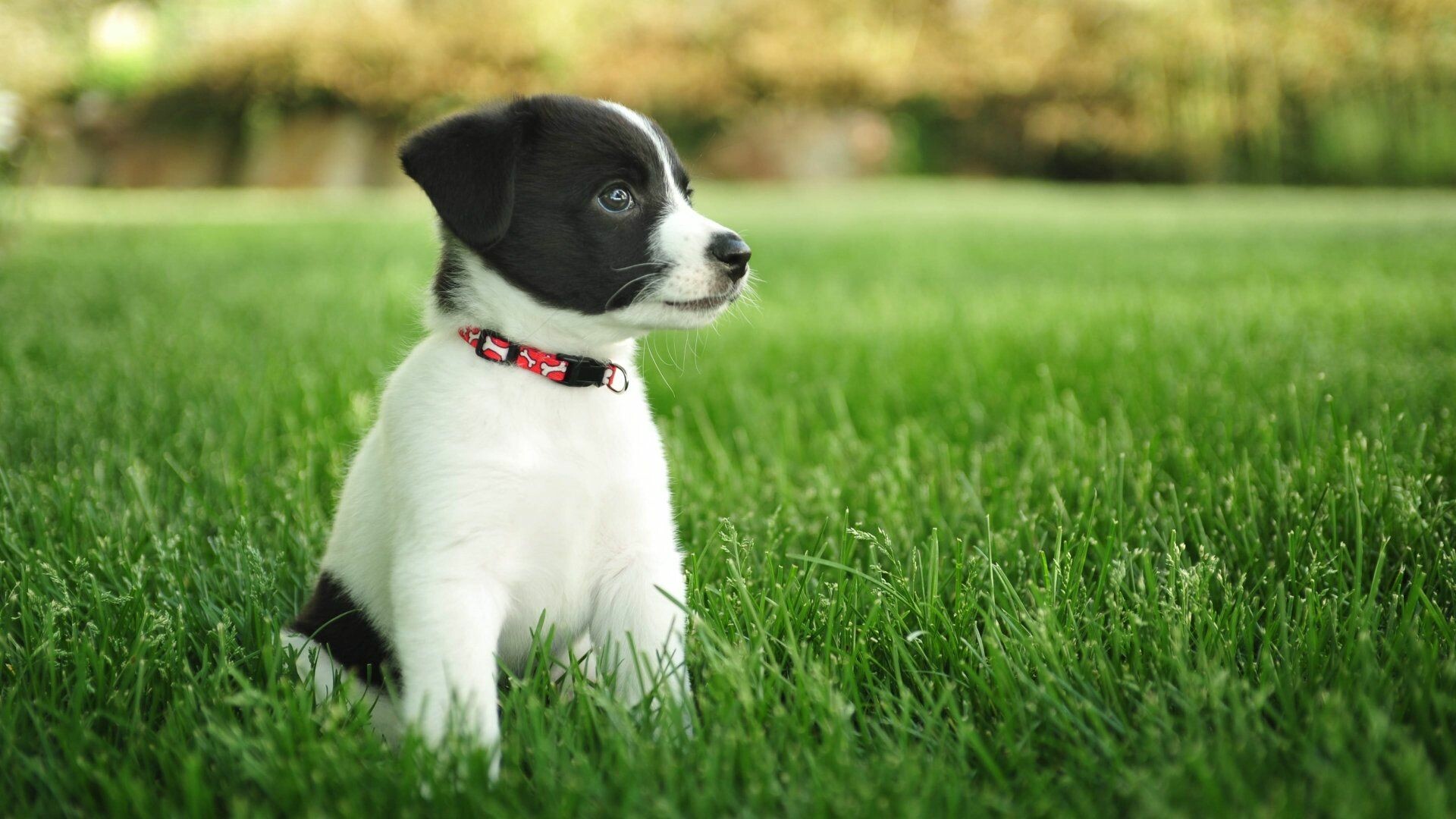 Puppy love in 4K, Stunning wallpapers, Adorable backgrounds, Heartwarming visuals, 1920x1080 Full HD Desktop