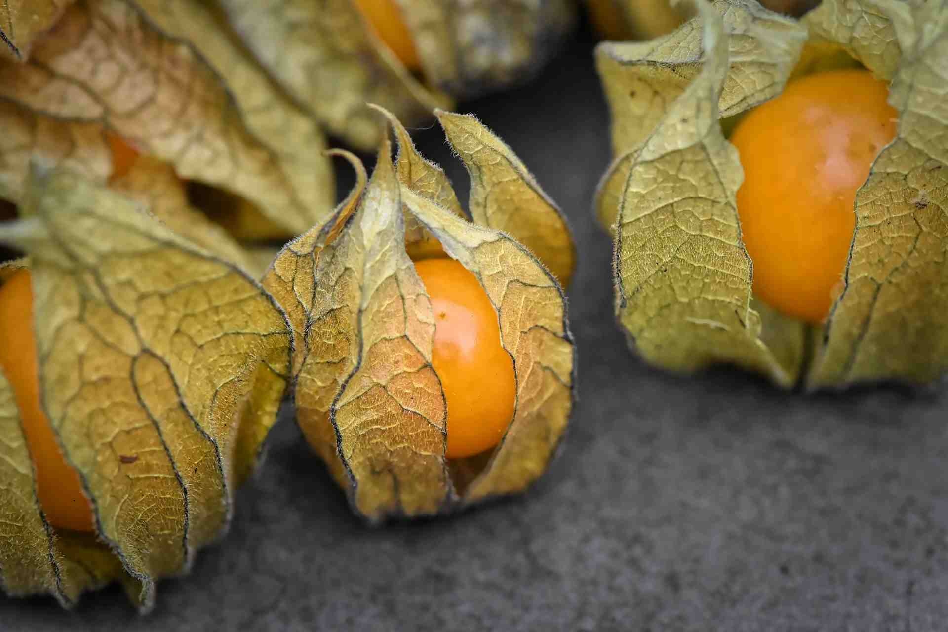 Physalis, Historical berry, Bauerntte origin, Cultural heritage, 1920x1280 HD Desktop