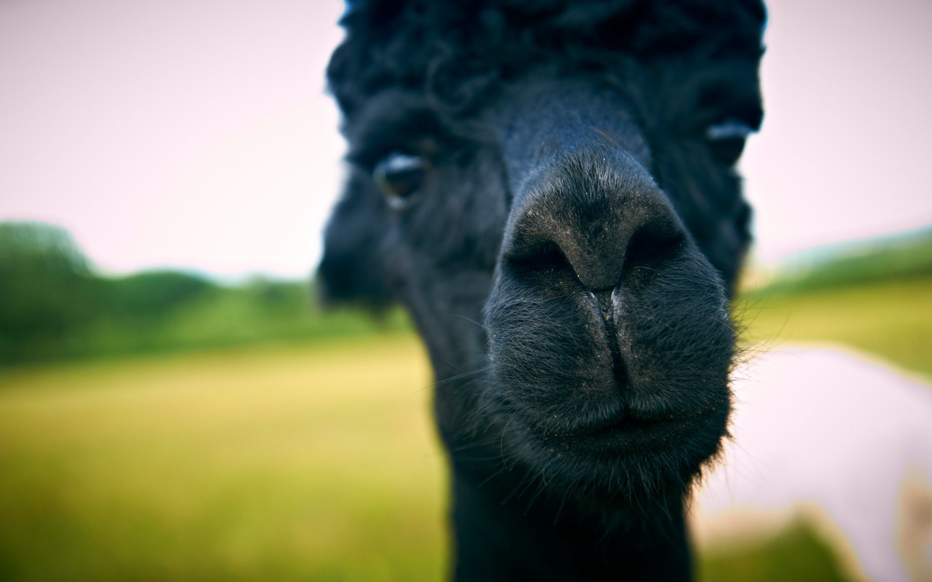 Free alpaca background, High quality, HD computer, Id127016, 1920x1200 HD Desktop