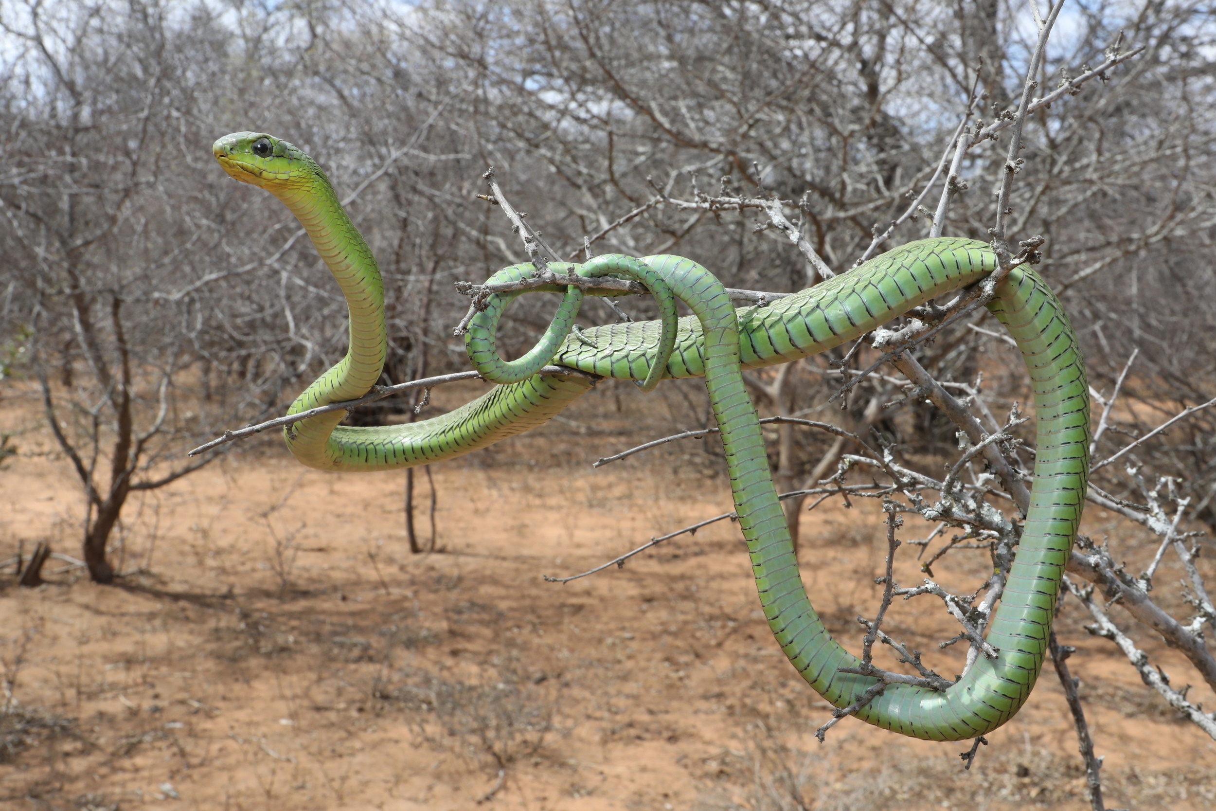 Boomslang, Afrika 4x4 hobbies, African snake, Adventure activities, 2500x1670 HD Desktop