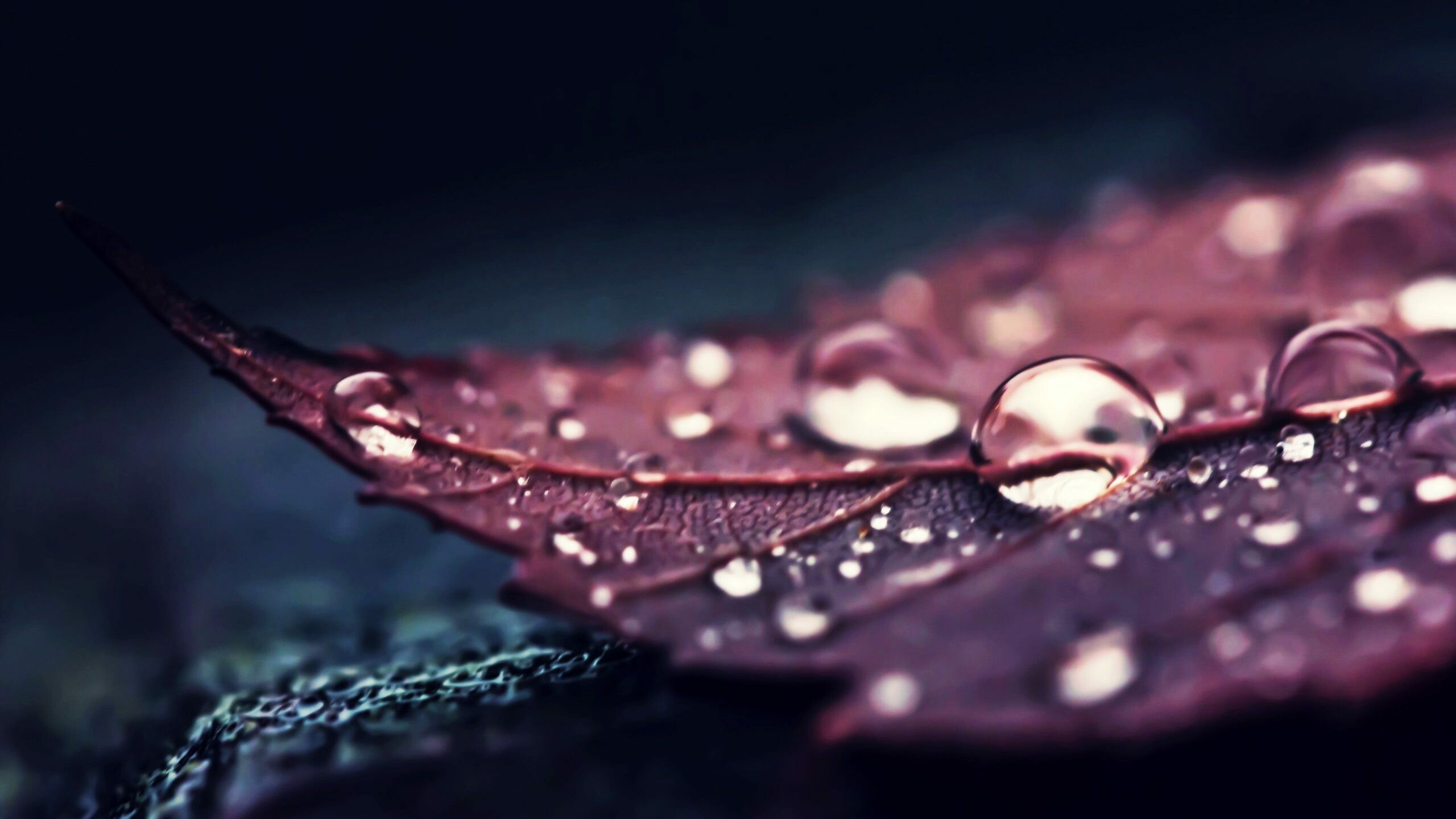 Brown leaf wallpaper, Water droplets, Macro view, Nature's marvel, 2560x1440 HD Desktop