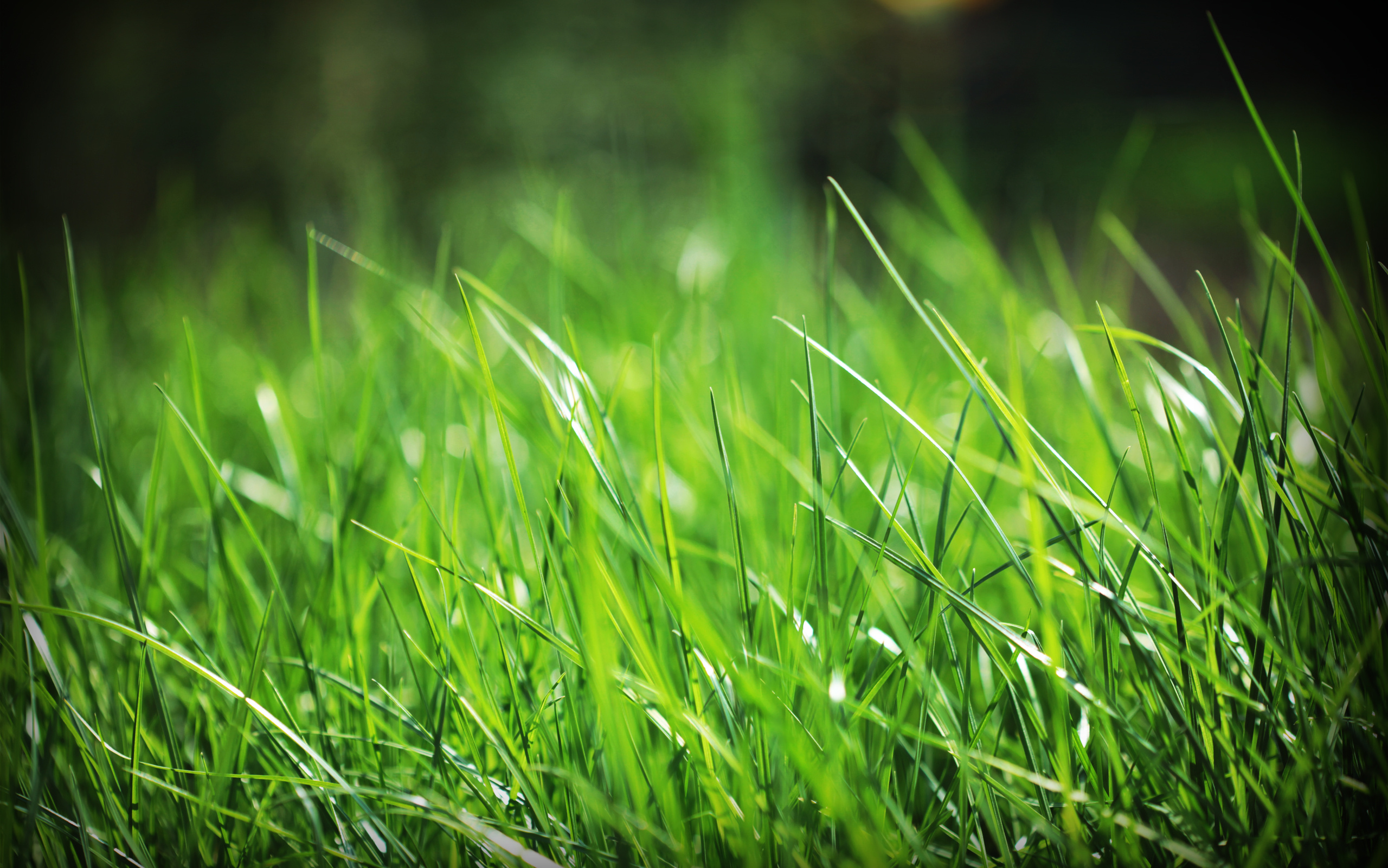 Grass HD wallpaper, High resolution, Detailed texture, Stunning visuals, 2560x1600 HD Desktop