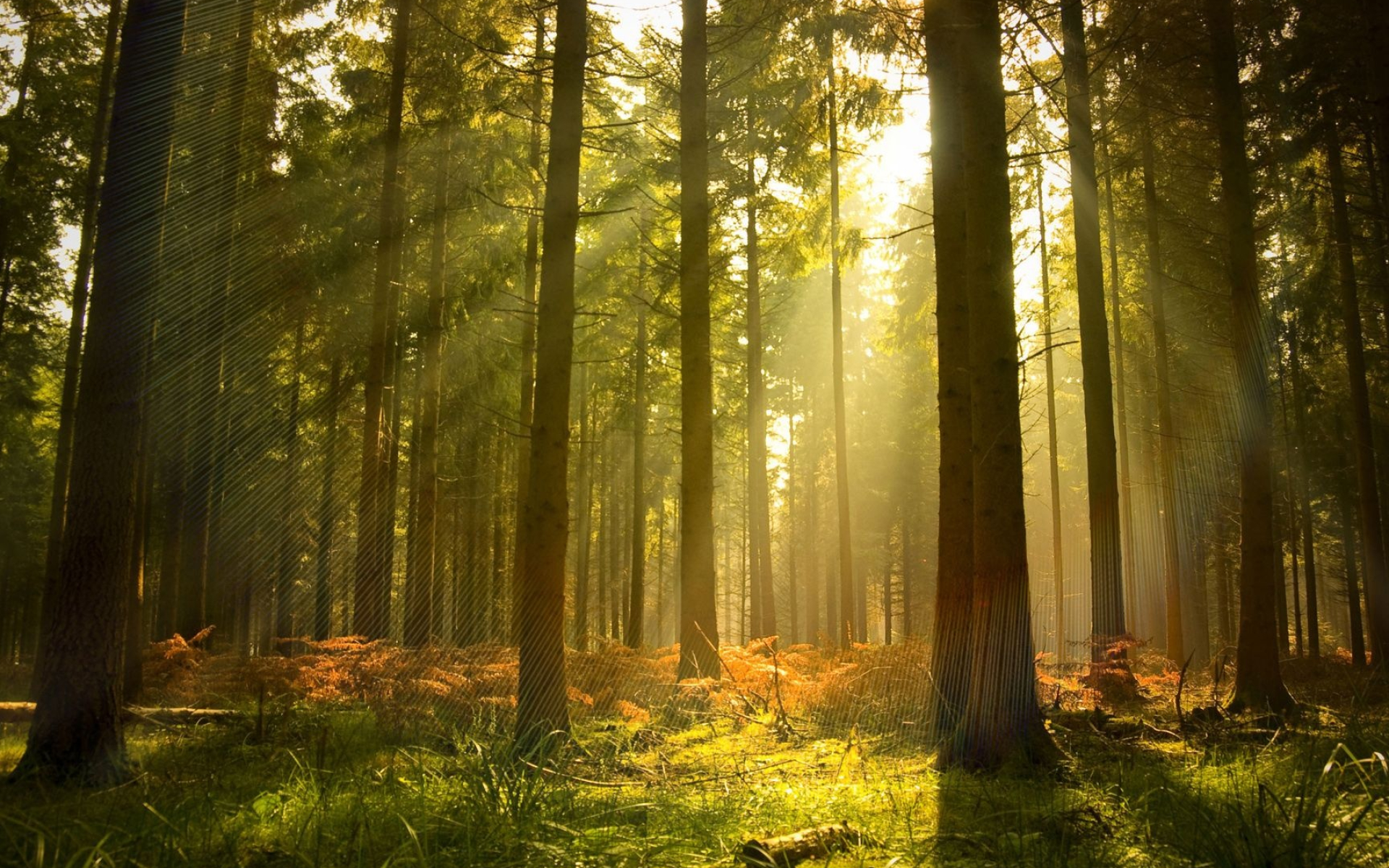sunbeams through pine trees, tall pine tree trunks, golden forest floor ferns, HD Desktop wallpaper