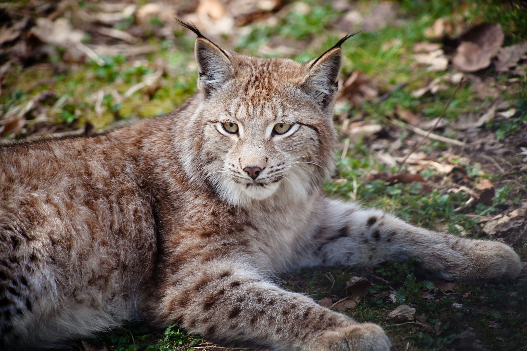 Red Lynx, Stunning HD, Lynx wallpapers, Animals, 2050x1370 HD Desktop