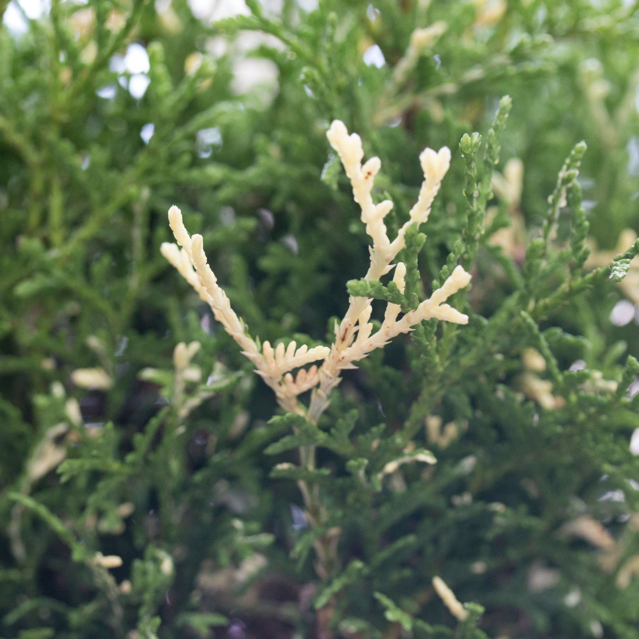 Konfettii western arborvitae, Mail-order trees, Unique variety, Landscaping gem, 2050x2050 HD Phone