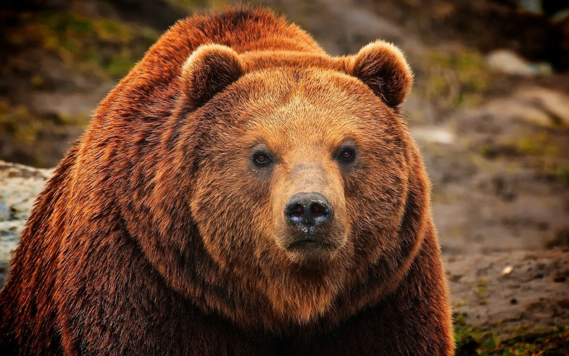 Grizzly bear, Fierce predator, High-quality wallpaper, Wildlife photography, 1920x1200 HD Desktop