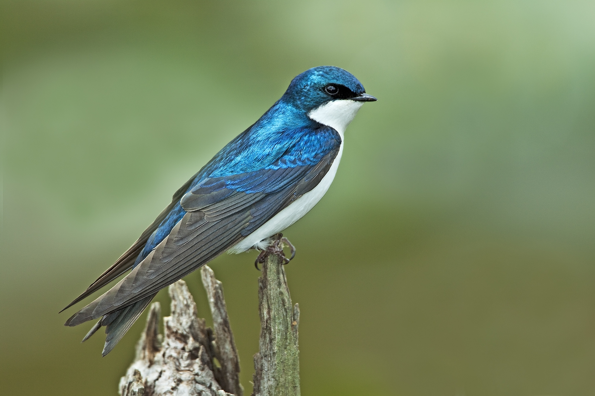 Blue swallow, Swallow Wallpaper, 2000x1340 HD Desktop