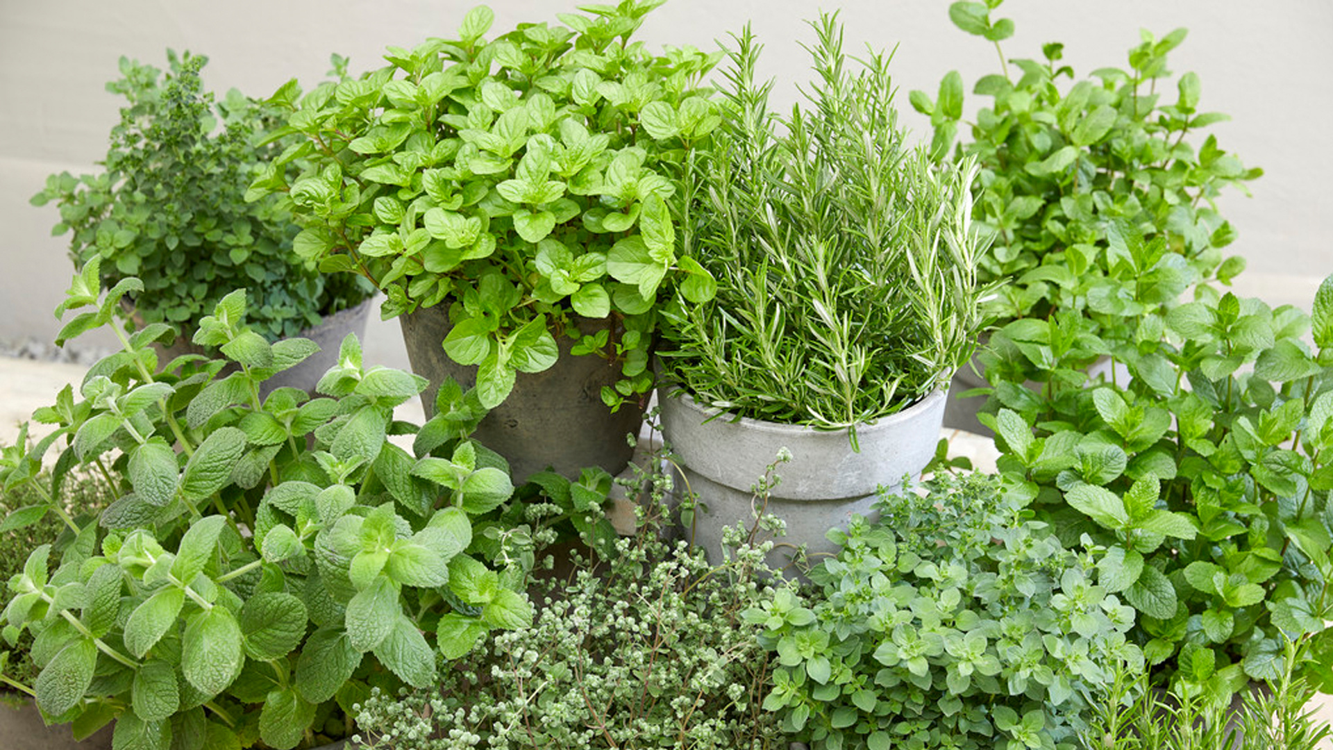 Organic sage plants, Roots plants, Herb plants, Food, 1920x1080 Full HD Desktop