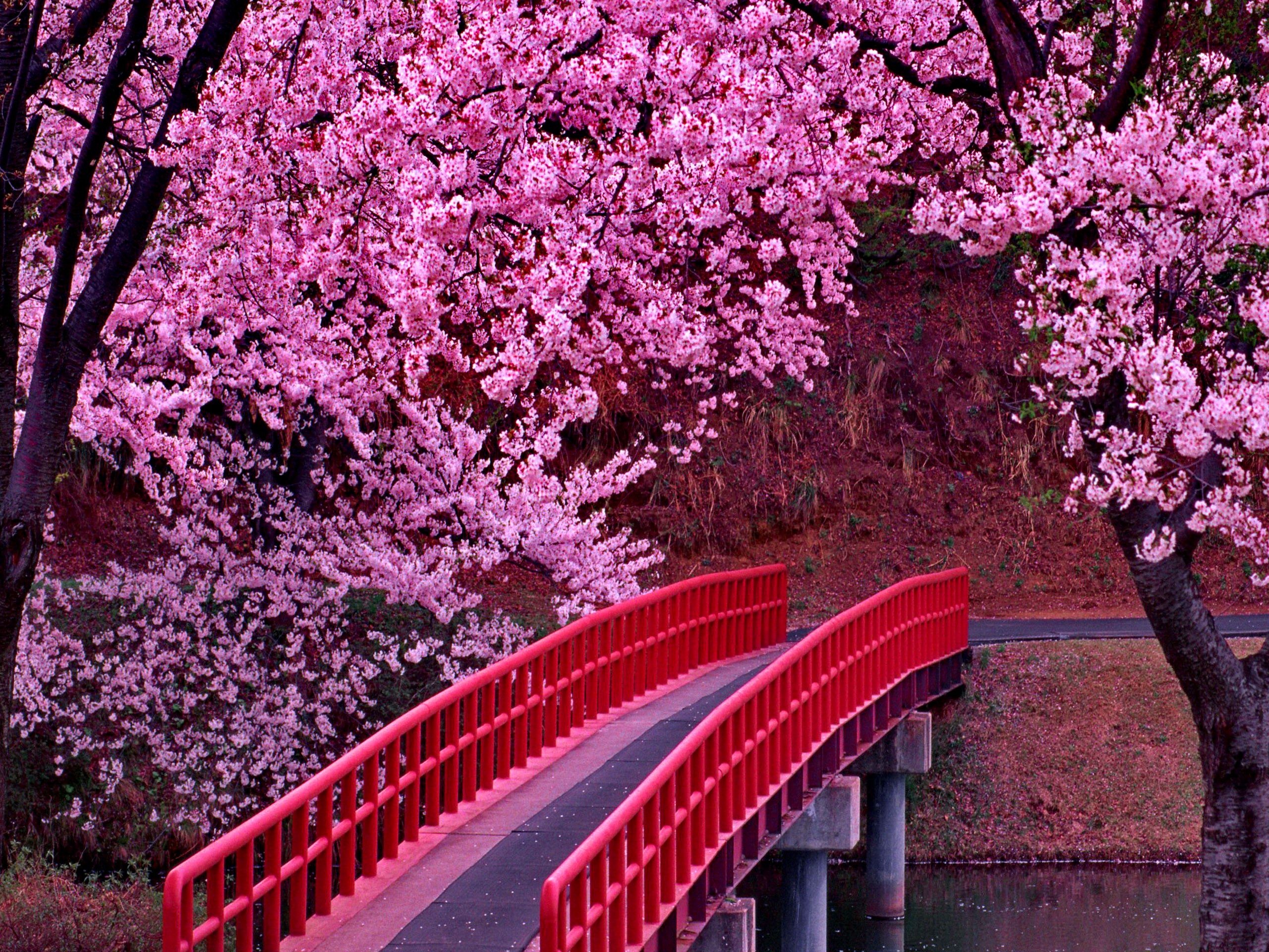 Pink cherry blossom trees, Red arched bridge, Japanese garden pond, HD Desktop wallpaper