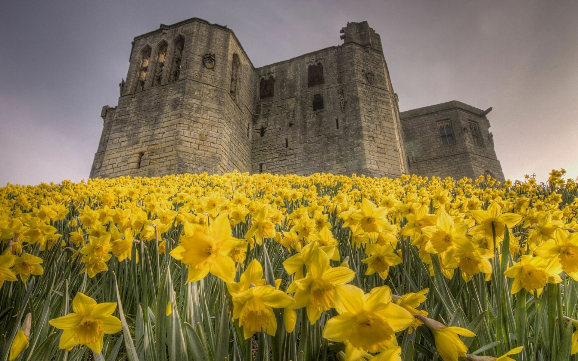 Daffodils wallpaper, Flower beauty, Nature's charm, Floral delight, 1920x1200 HD Desktop