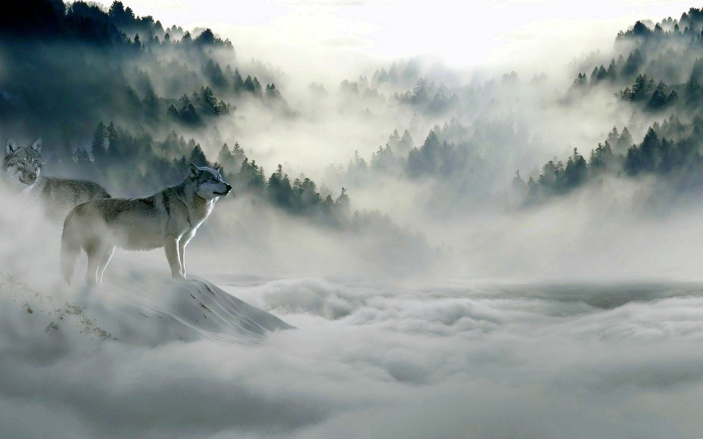 Best 4K wolf wallpapers, Breathtaking visuals, Striking compositions, Awe-inspiring creature, 2830x1770 HD Desktop